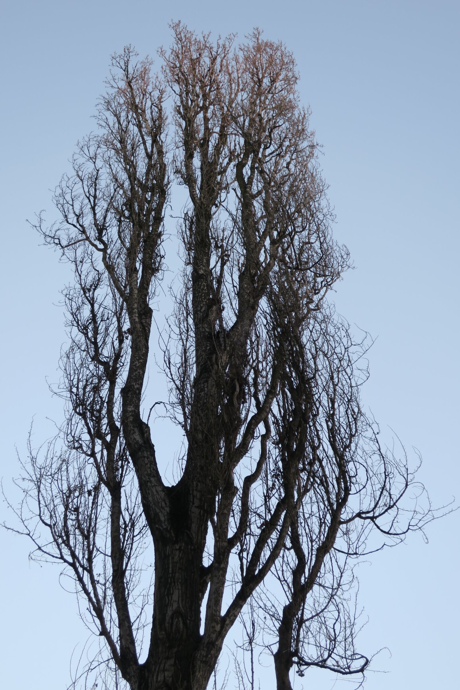 Canon PowerShot G9 X sample photo. Poplar, tree, branches sky photography