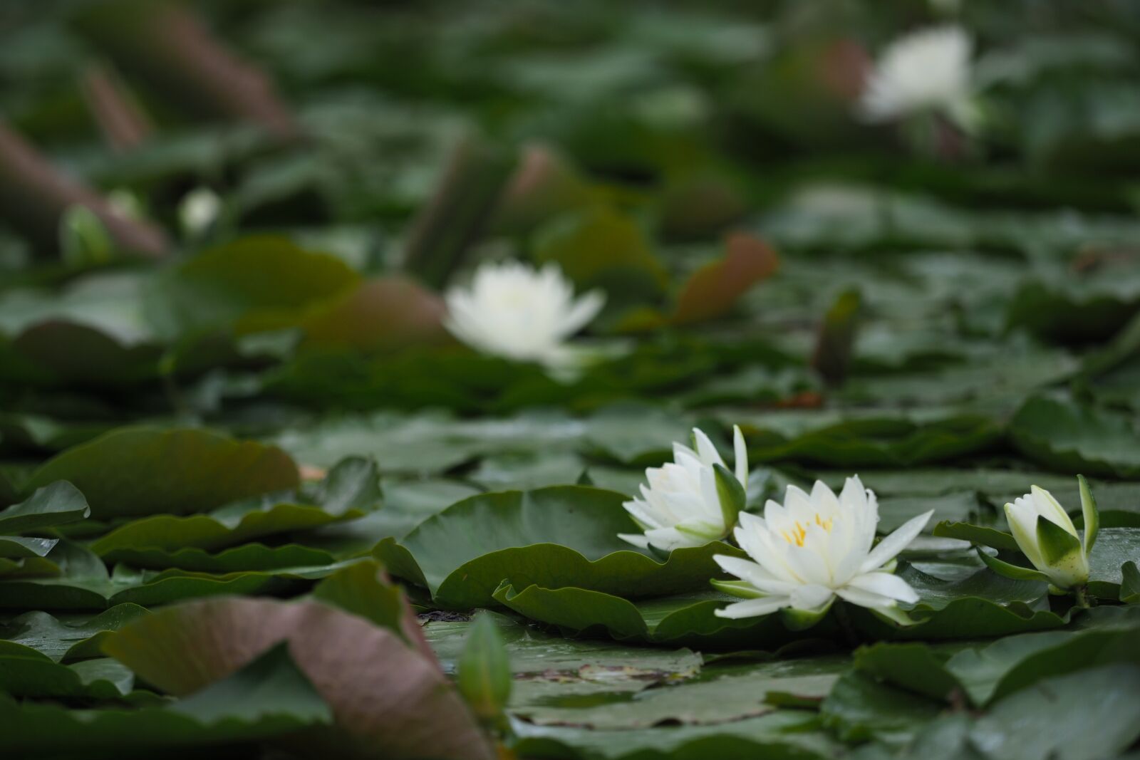 Olympus OM-D E-M1 Mark II + Olympus M.Zuiko Digital ED 40-150mm F2.8 Pro sample photo. Lotus, pond, nature photography