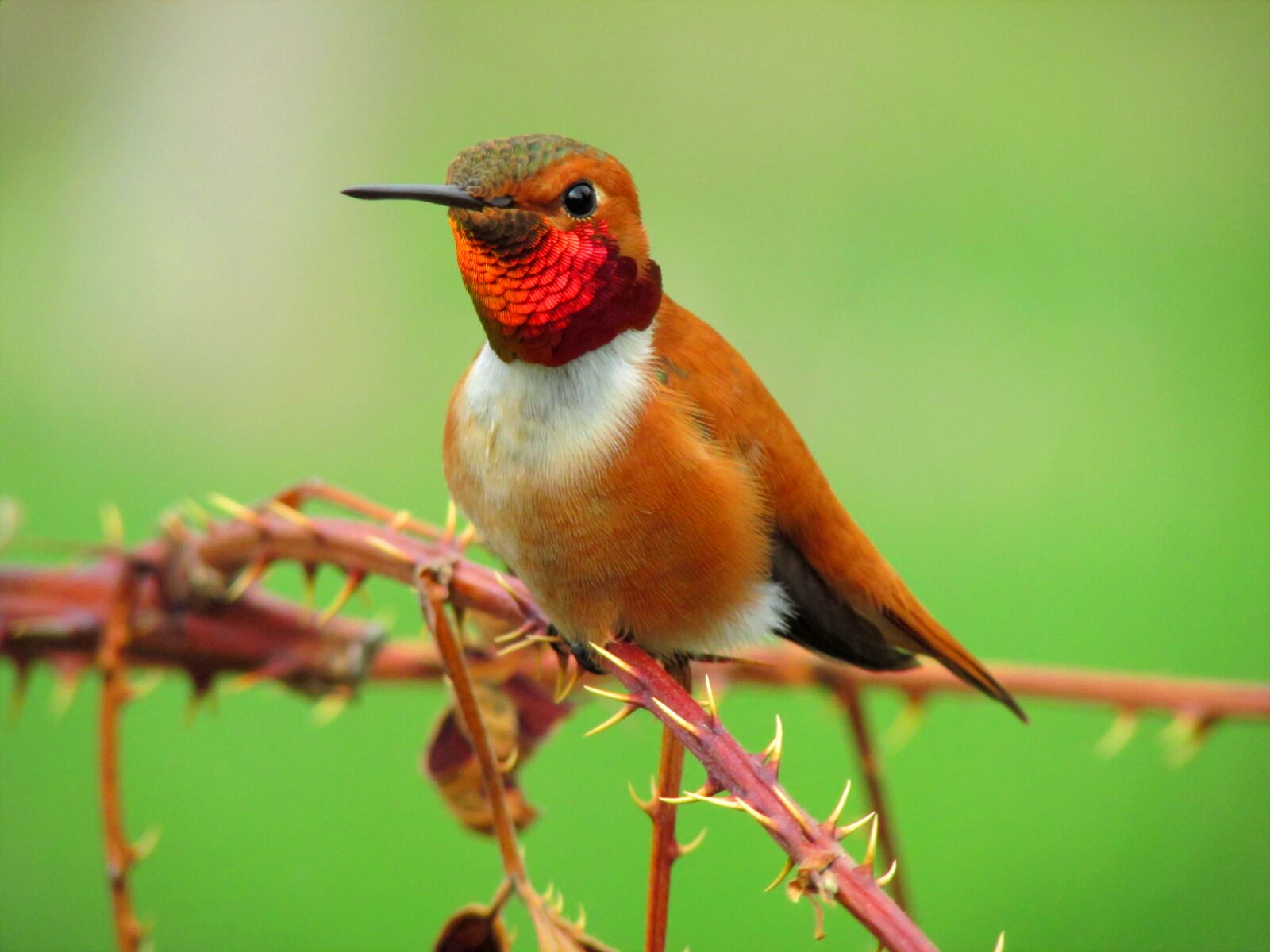 Canon PowerShot SX500 IS sample photo. Rufous hummingbird, male, hummingbird photography