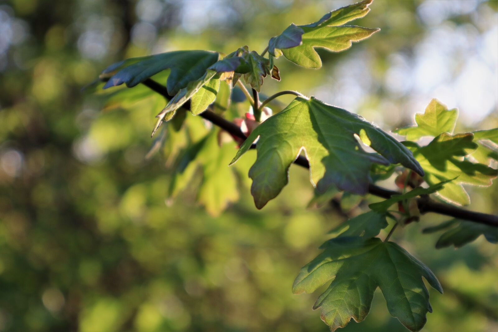 Canon EOS M50 (EOS Kiss M) sample photo. Nature, branch, leaves photography
