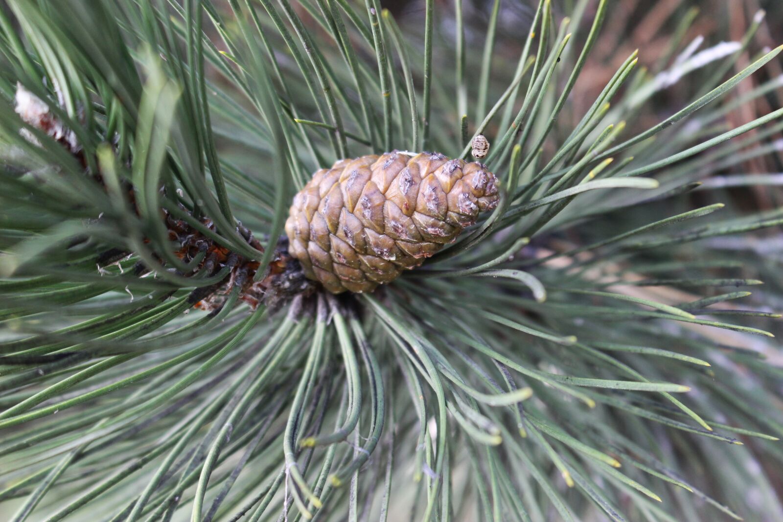 Canon EOS 100D (EOS Rebel SL1 / EOS Kiss X7) sample photo. Tree, cone, macro photography