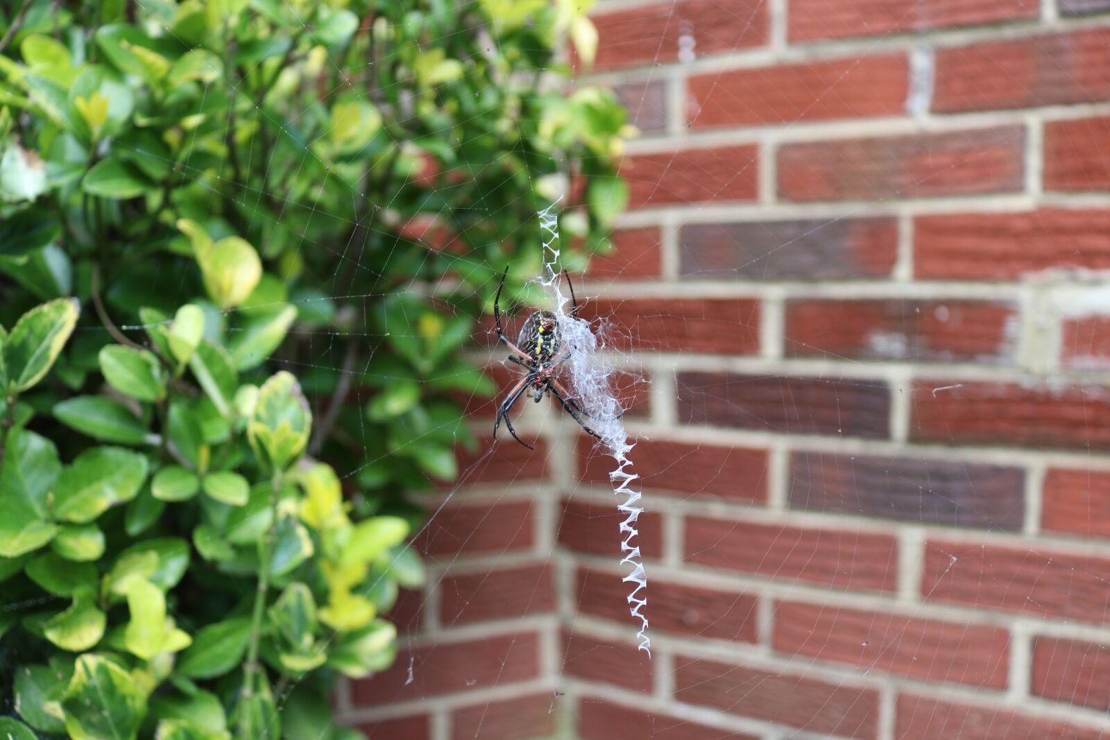 Canon EOS 80D sample photo. Spider, cobweb, nature photography