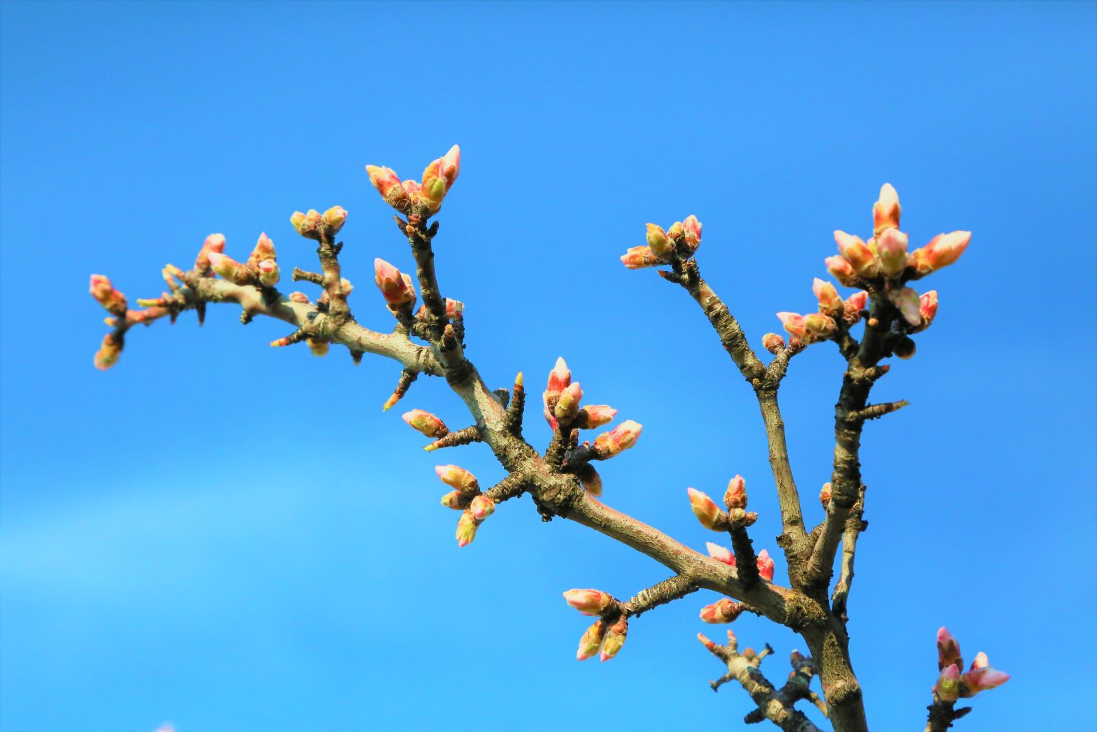 Canon EF 24-105mm F4L IS USM sample photo. Spring, flowers, nature photography