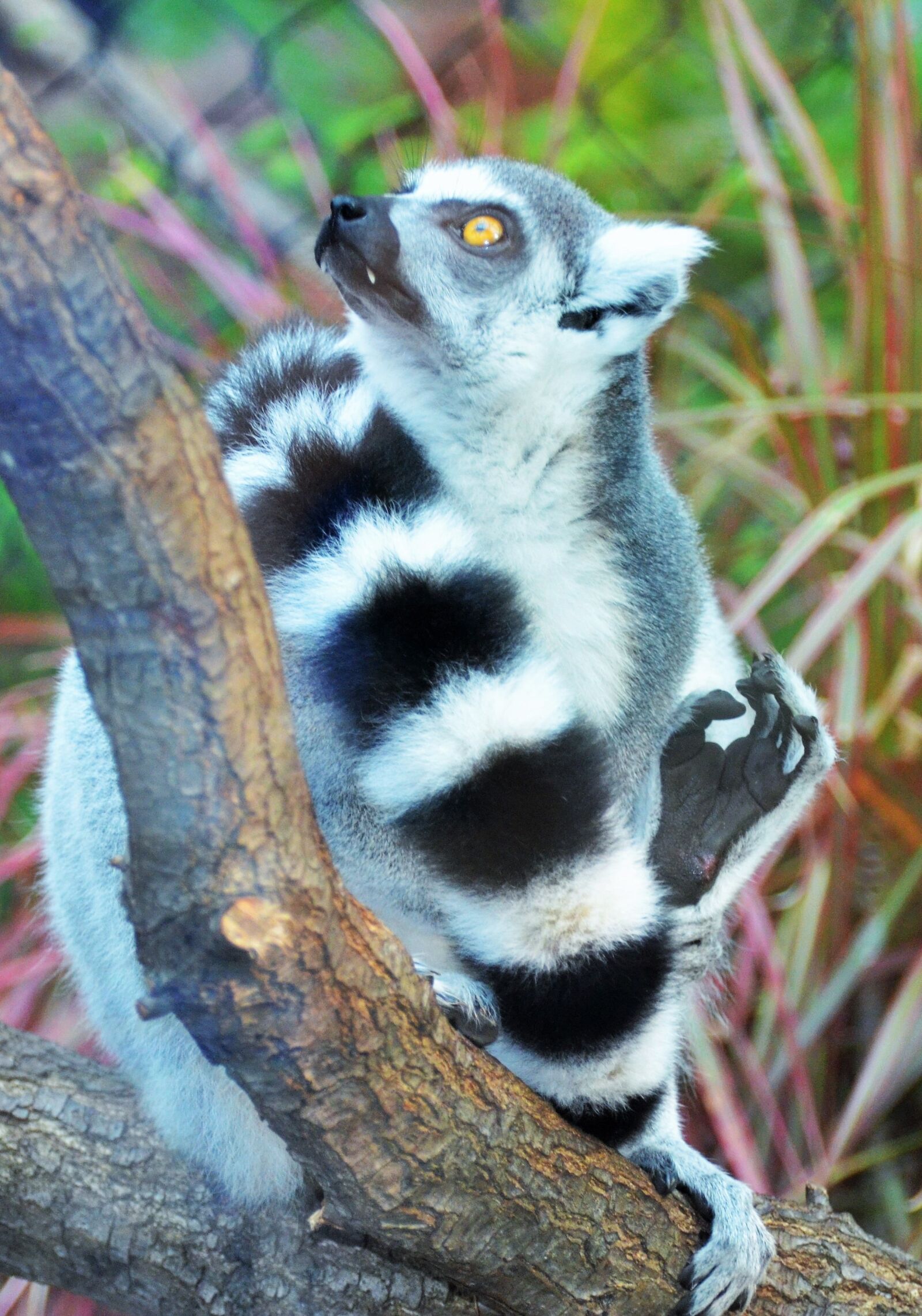 Nikon D5100 sample photo. Lemur, maki, wild photography