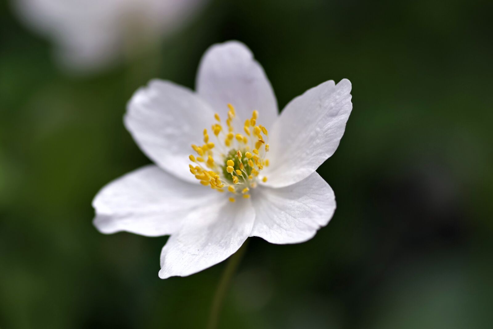 Pentax K-S2 sample photo. White flower, yellow stamens photography