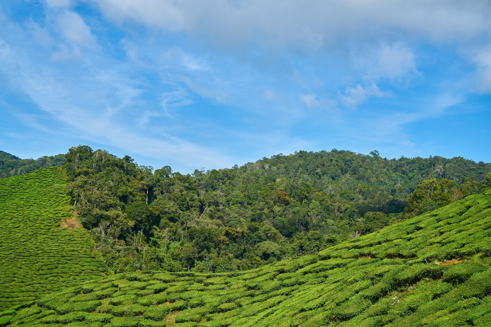 Sony a7R II sample photo. Tea, plant, green photography