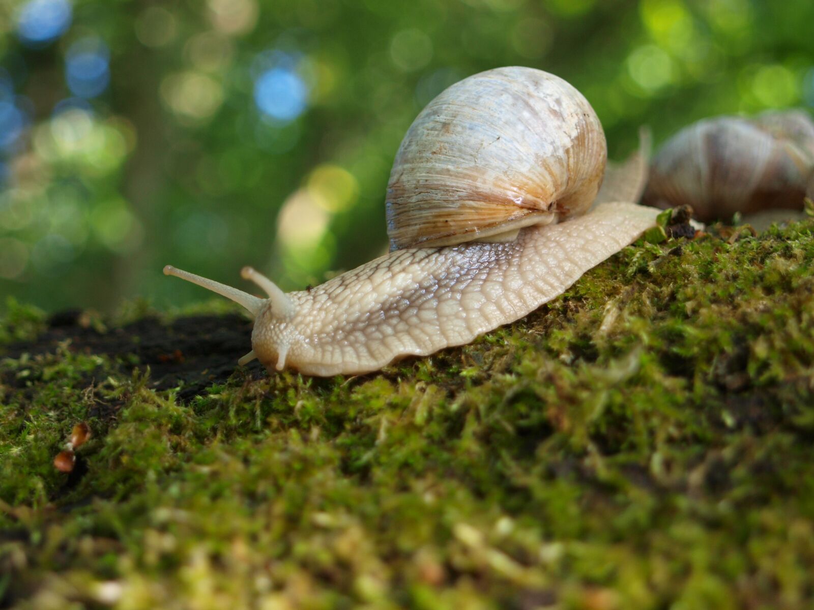Olympus E-420 (EVOLT E-420) sample photo. Snail, shell, nature photography