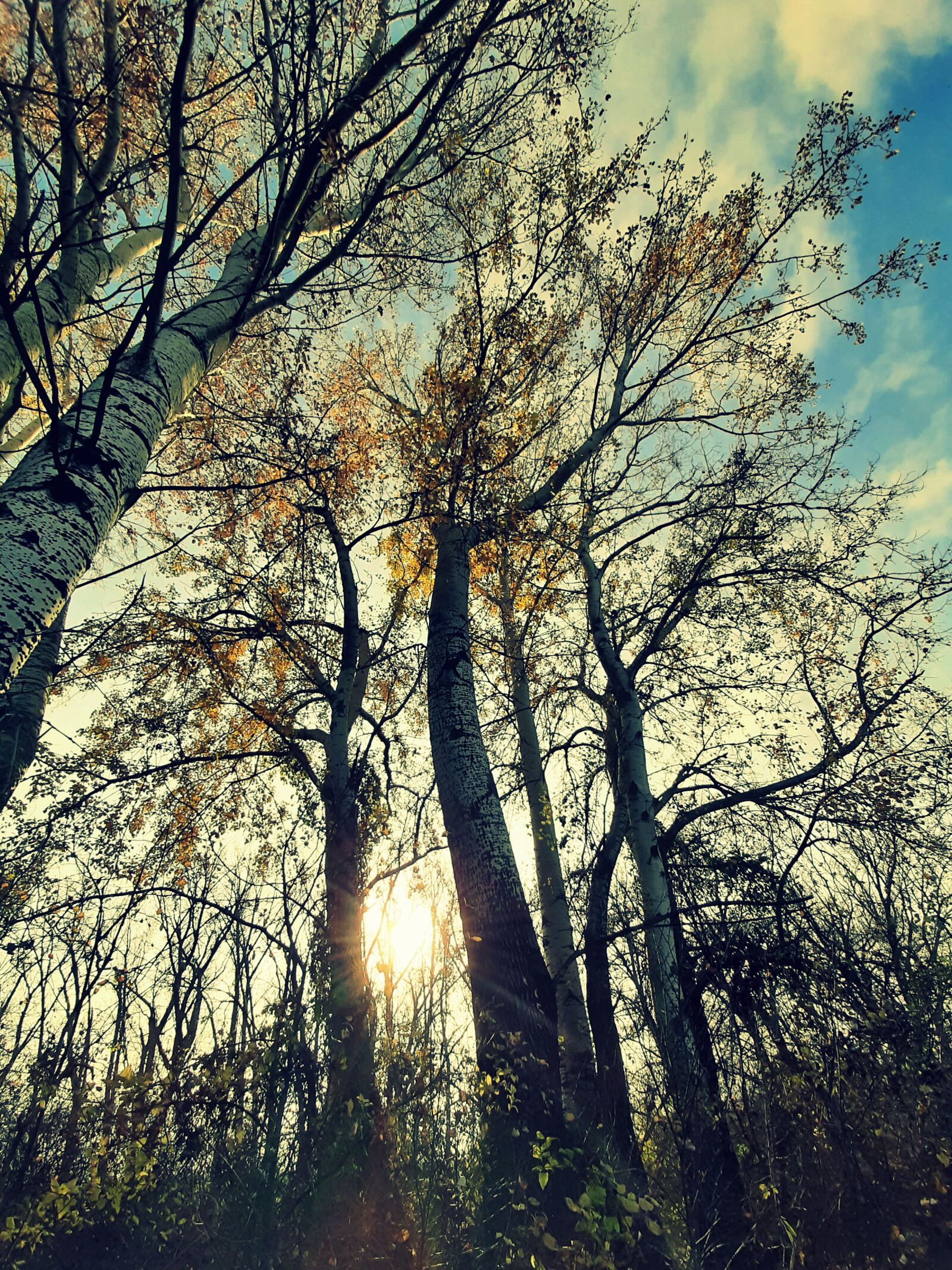 Samsung Galaxy A50 sample photo. Nature, slovakia, autumn photography