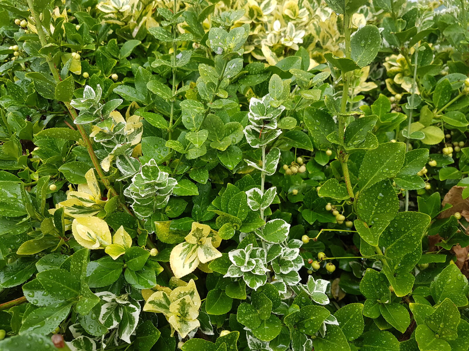 Samsung Galaxy S7 sample photo. Bushes, dew, dewdrops, green photography