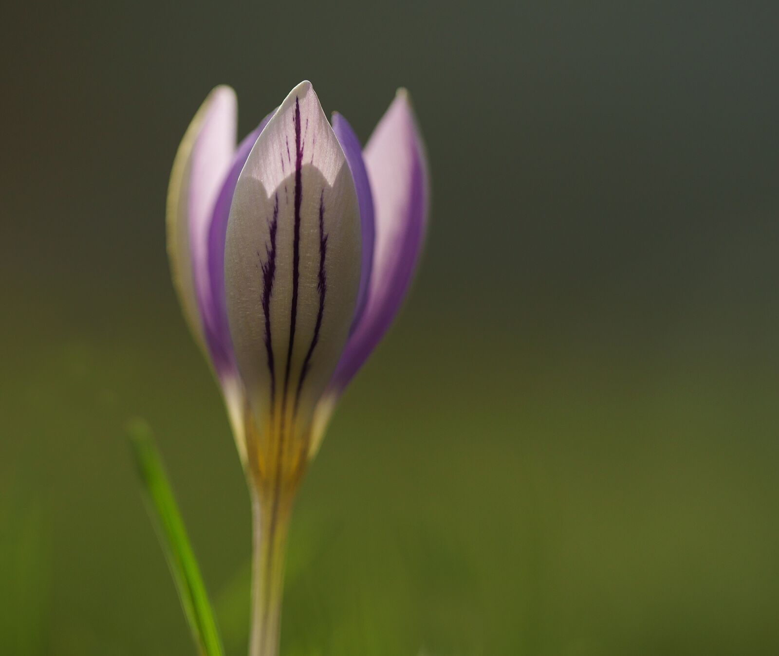 Sony SLT-A77 sample photo. Crocus, purple, spring photography
