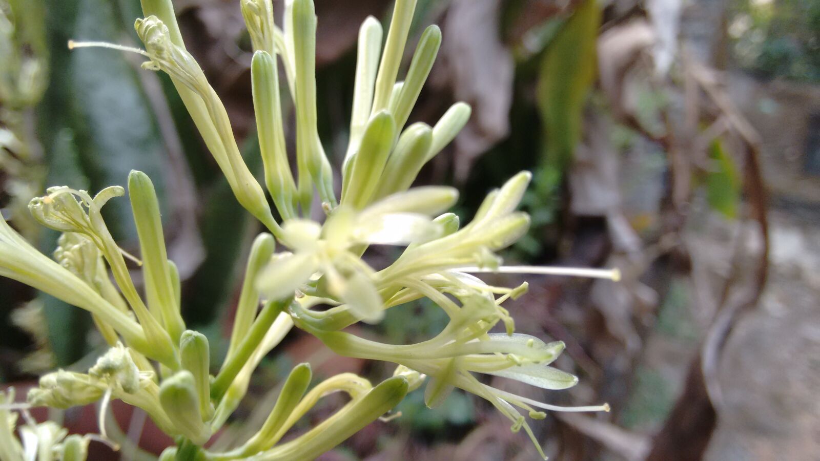 Motorola Moto G (2nd Gen) sample photo. Cactus, plant photography