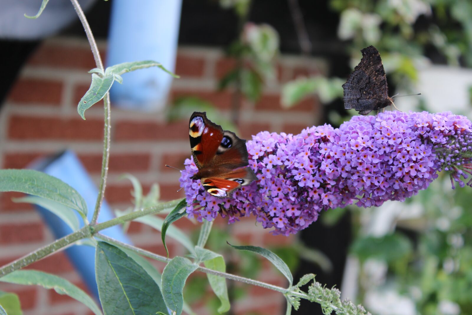 Canon EOS 600D (Rebel EOS T3i / EOS Kiss X5) sample photo. Butterfly, insect, close up photography