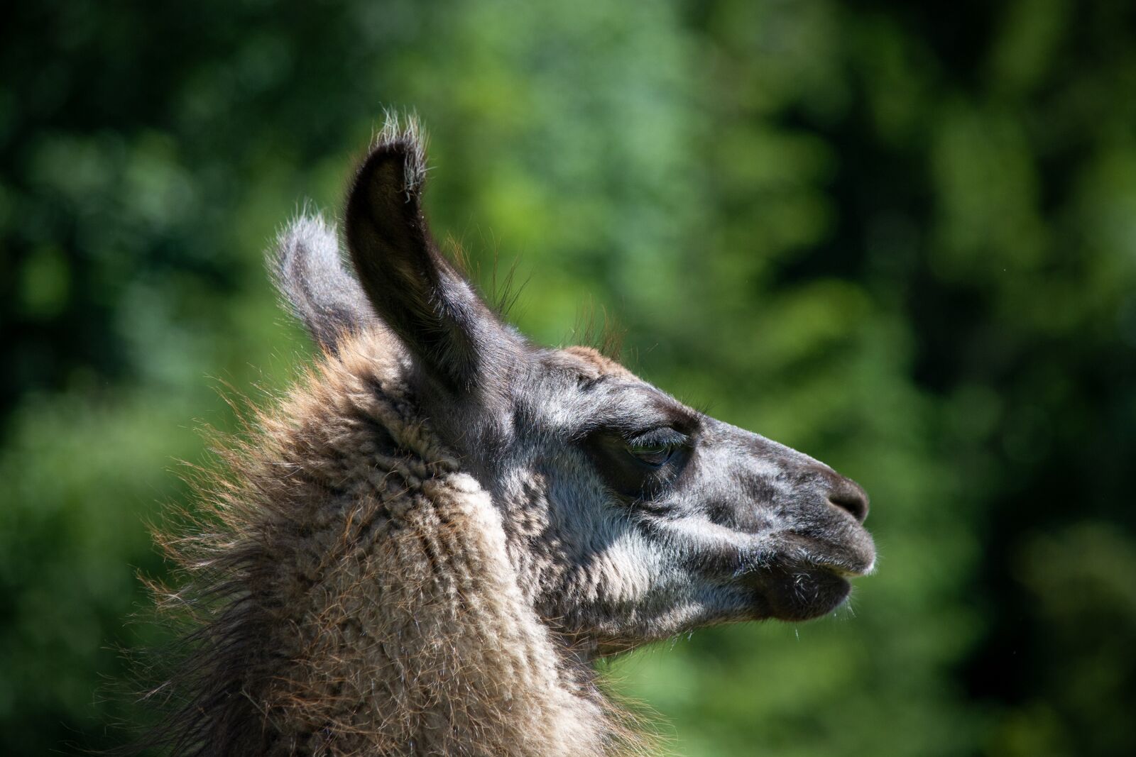 Nikon D7100 sample photo. Llama, animal, mammal photography
