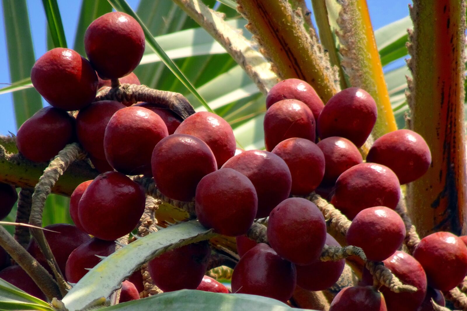 Sony Cyber-shot DSC-HX90V sample photo. Palm, fruit, hokka tree photography