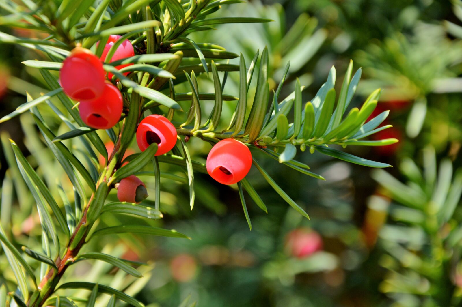 Nikon D3200 sample photo. Yew, bush, fruit photography