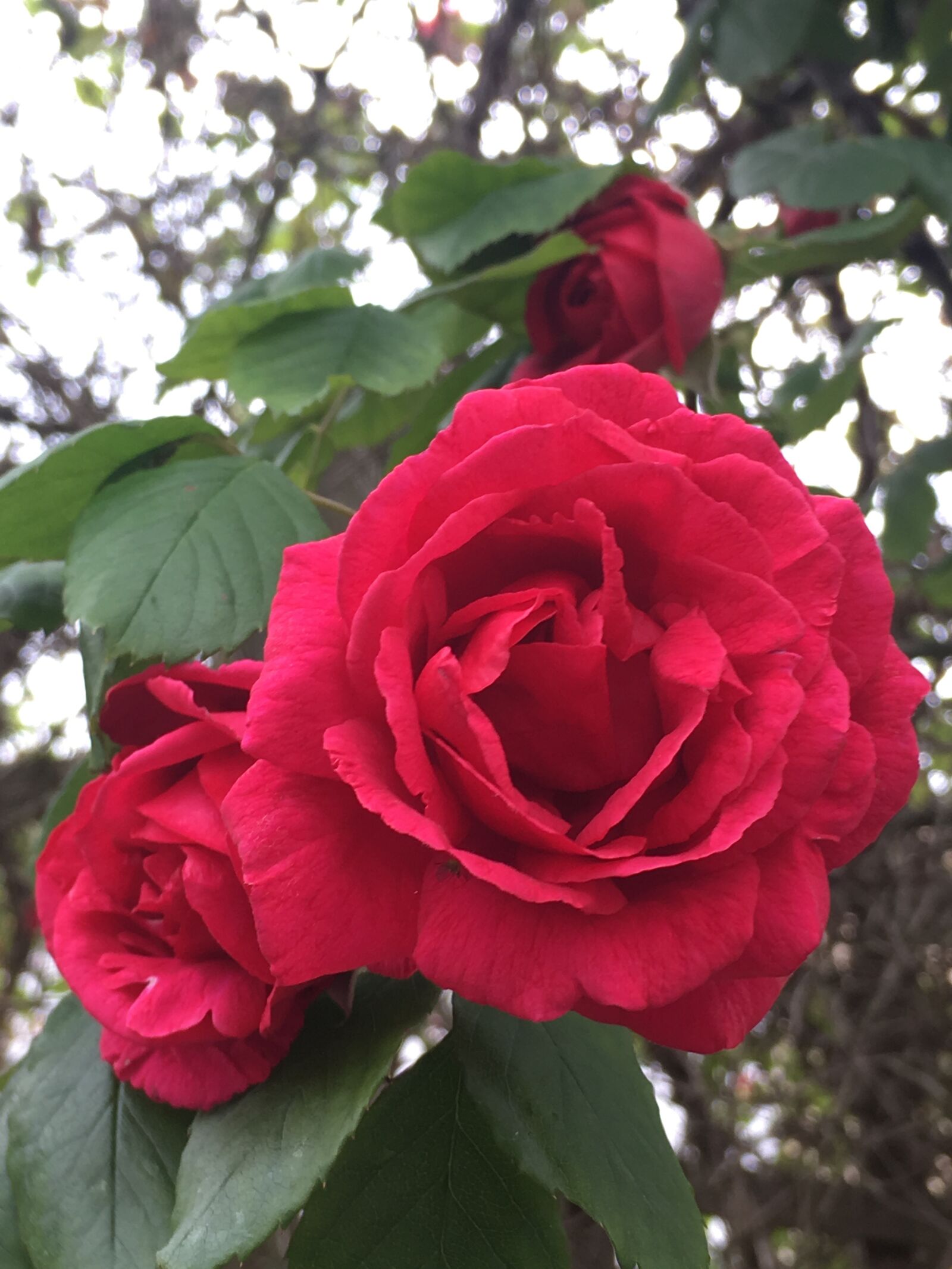 Apple iPhone SE sample photo. Rose, red, red rose photography