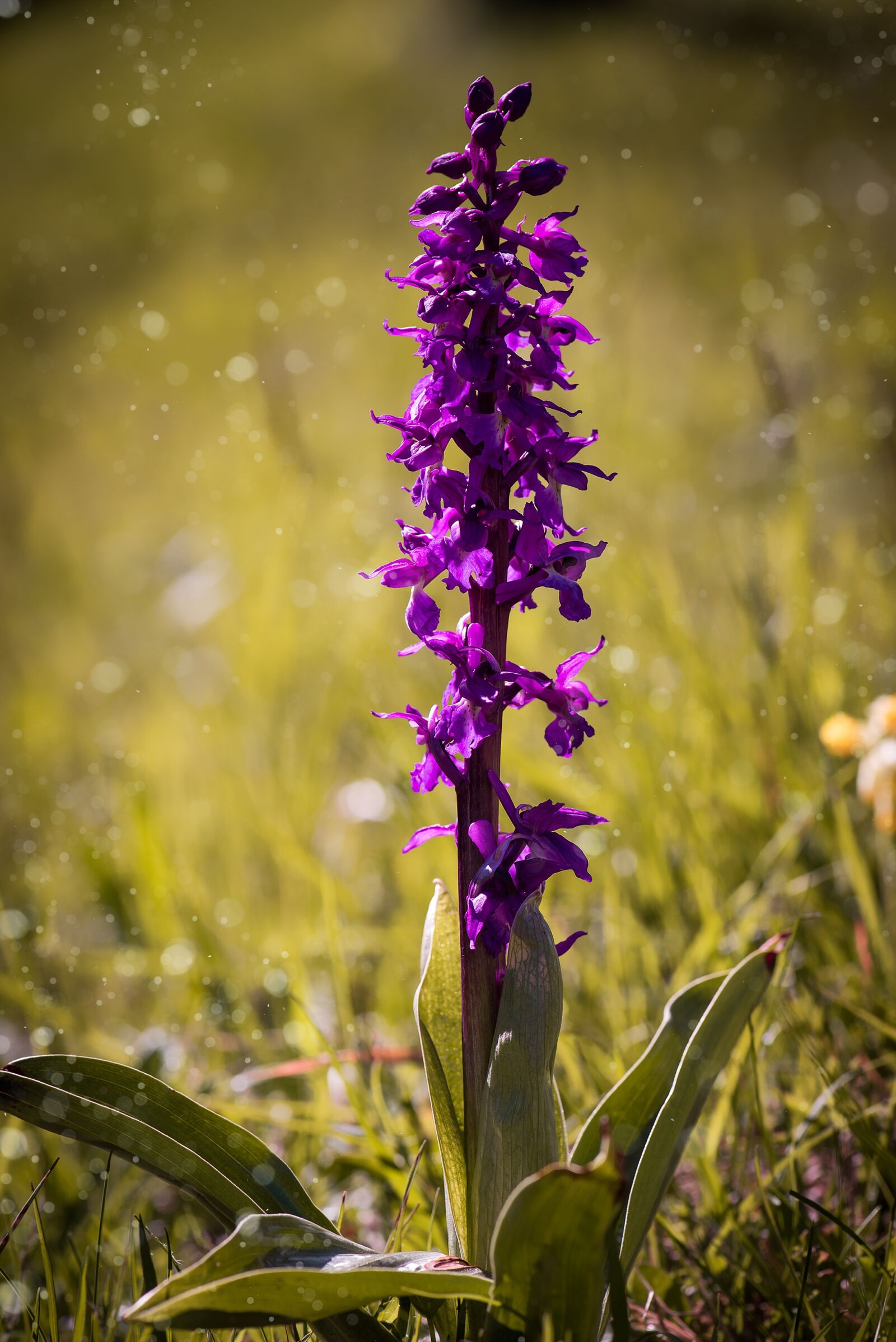 Nikon D750 sample photo. Orchid, wild plant, purple photography