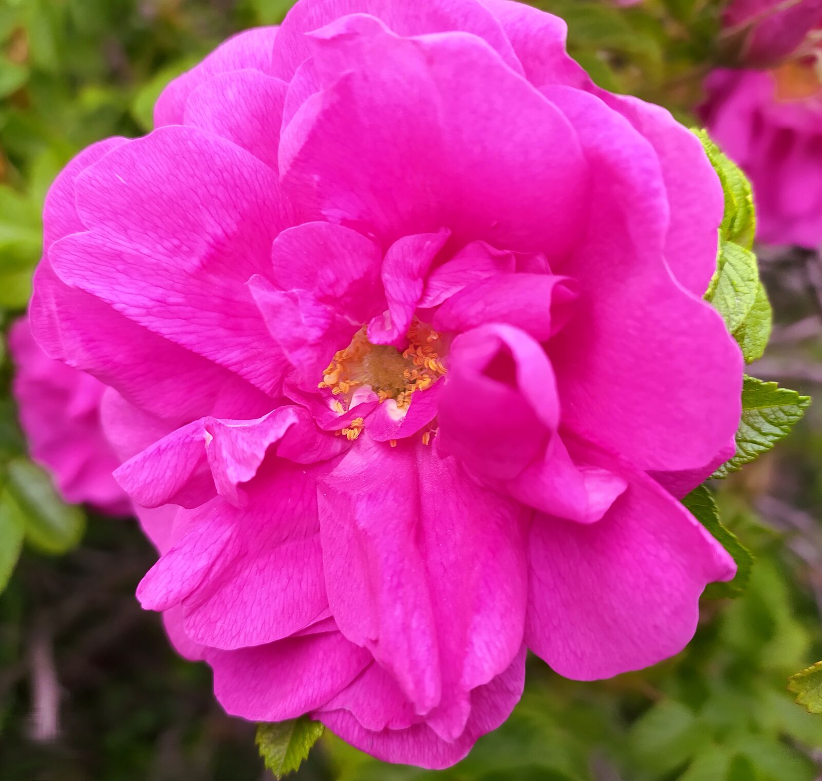 Xiaomi Redmi Note 8T sample photo. Rose, flower, plant photography