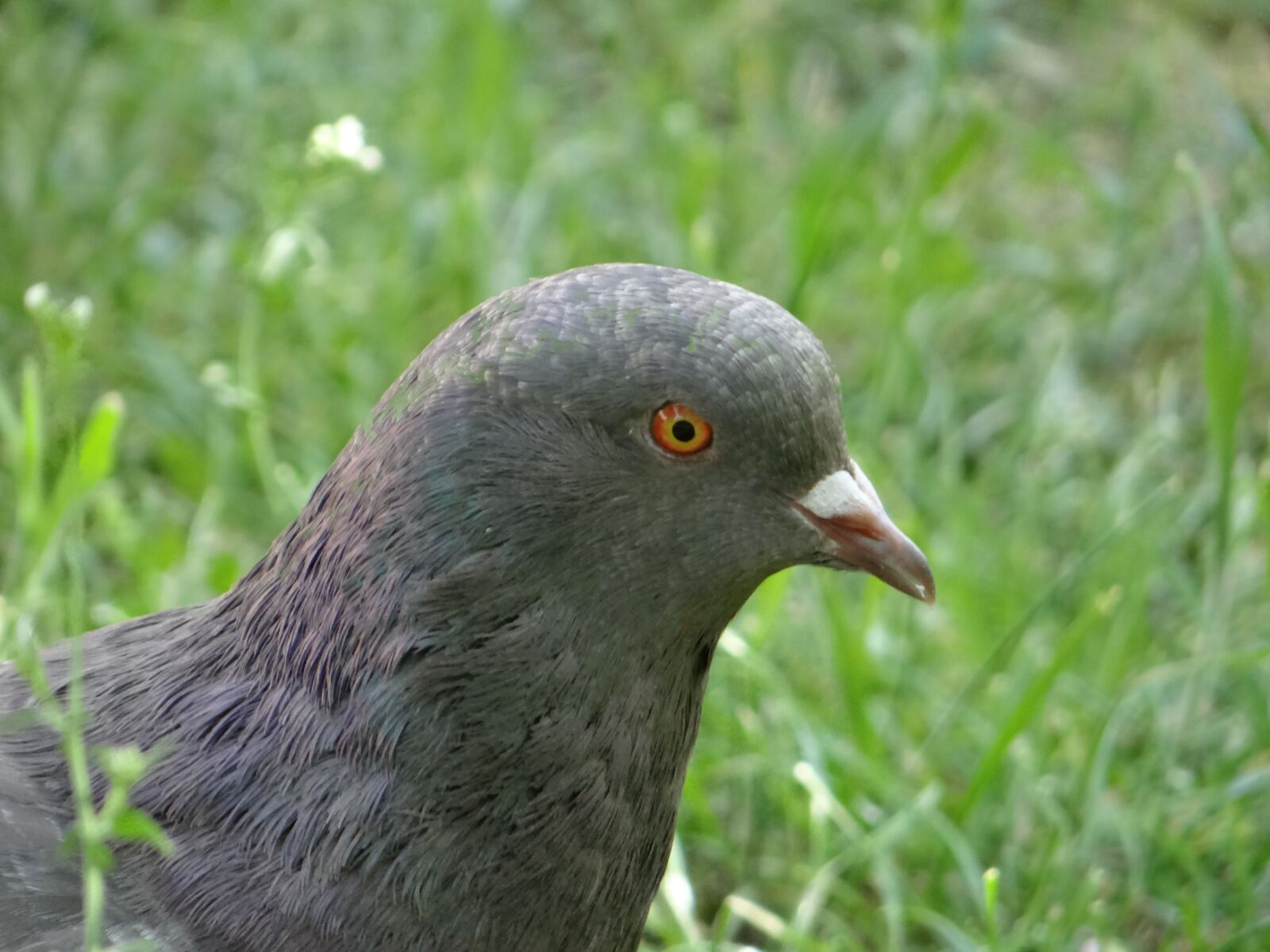 Sony DSC-HX200V sample photo. Dove, bird, poland photography