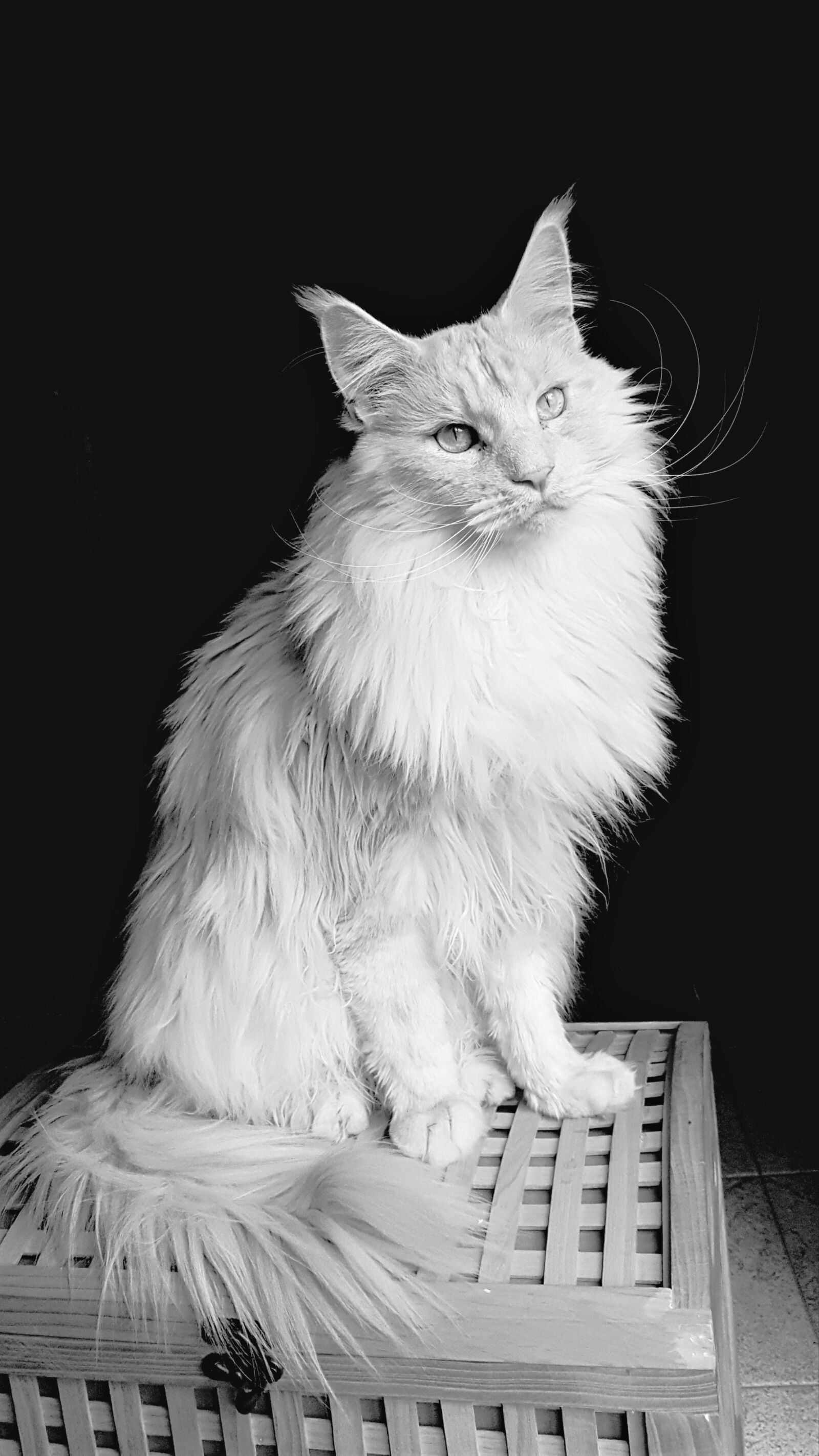 Samsung Galaxy S7 sample photo. Cat, mainecoon, feline photography