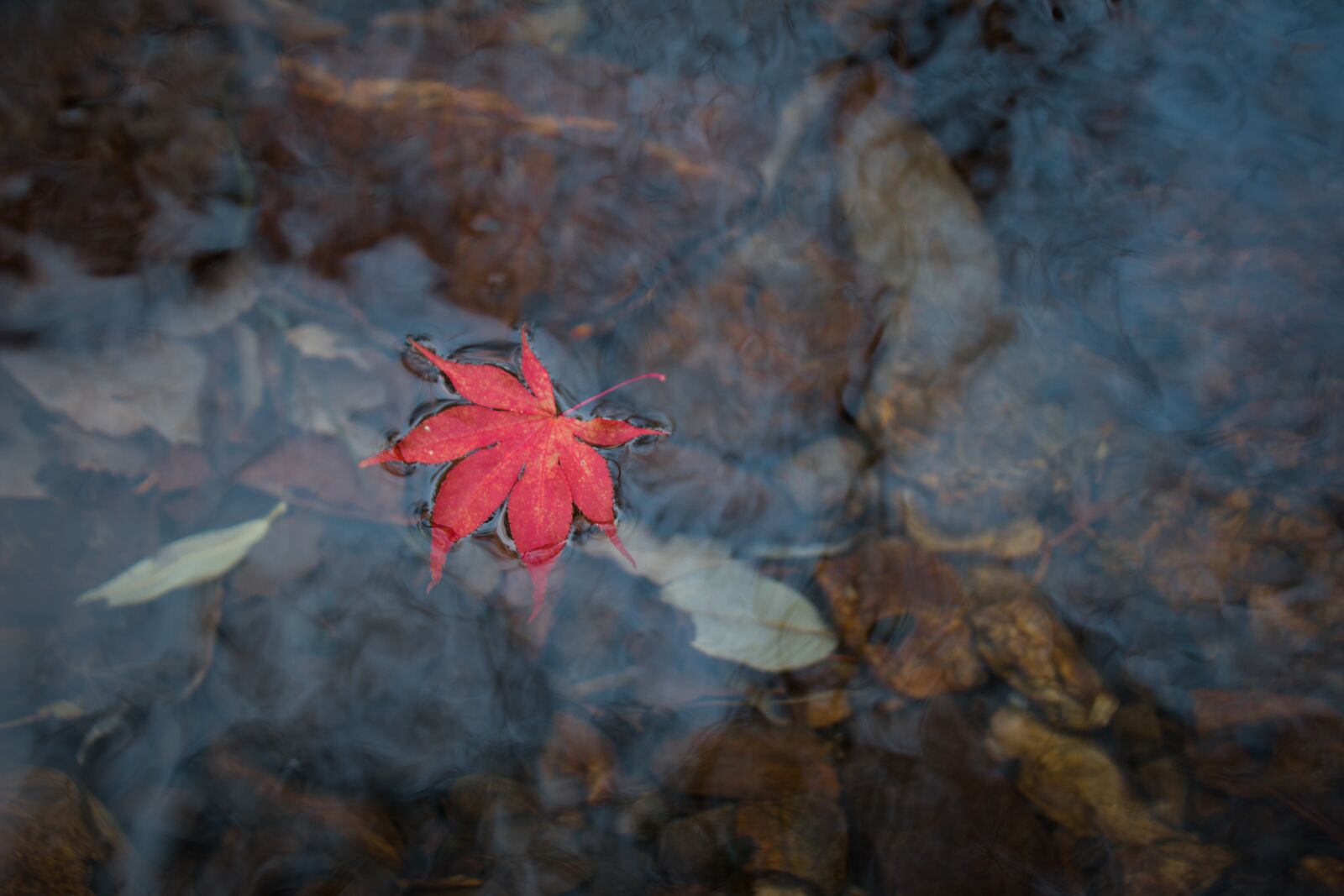 Canon EOS 70D sample photo. Autumn leaves, leaves, autumn photography