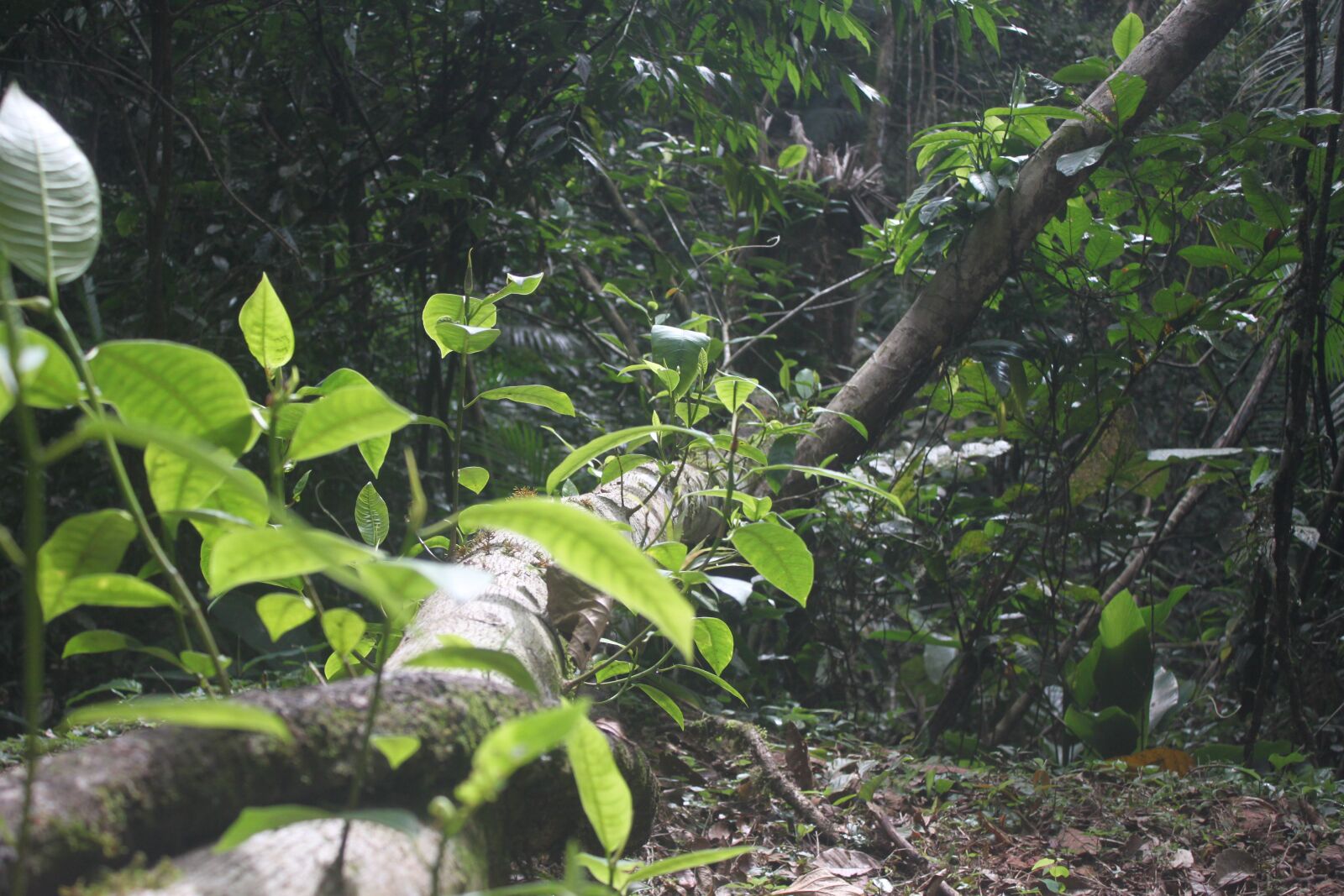 Canon EOS 500D (EOS Rebel T1i / EOS Kiss X3) sample photo. Landscape, vegetation, plants photography