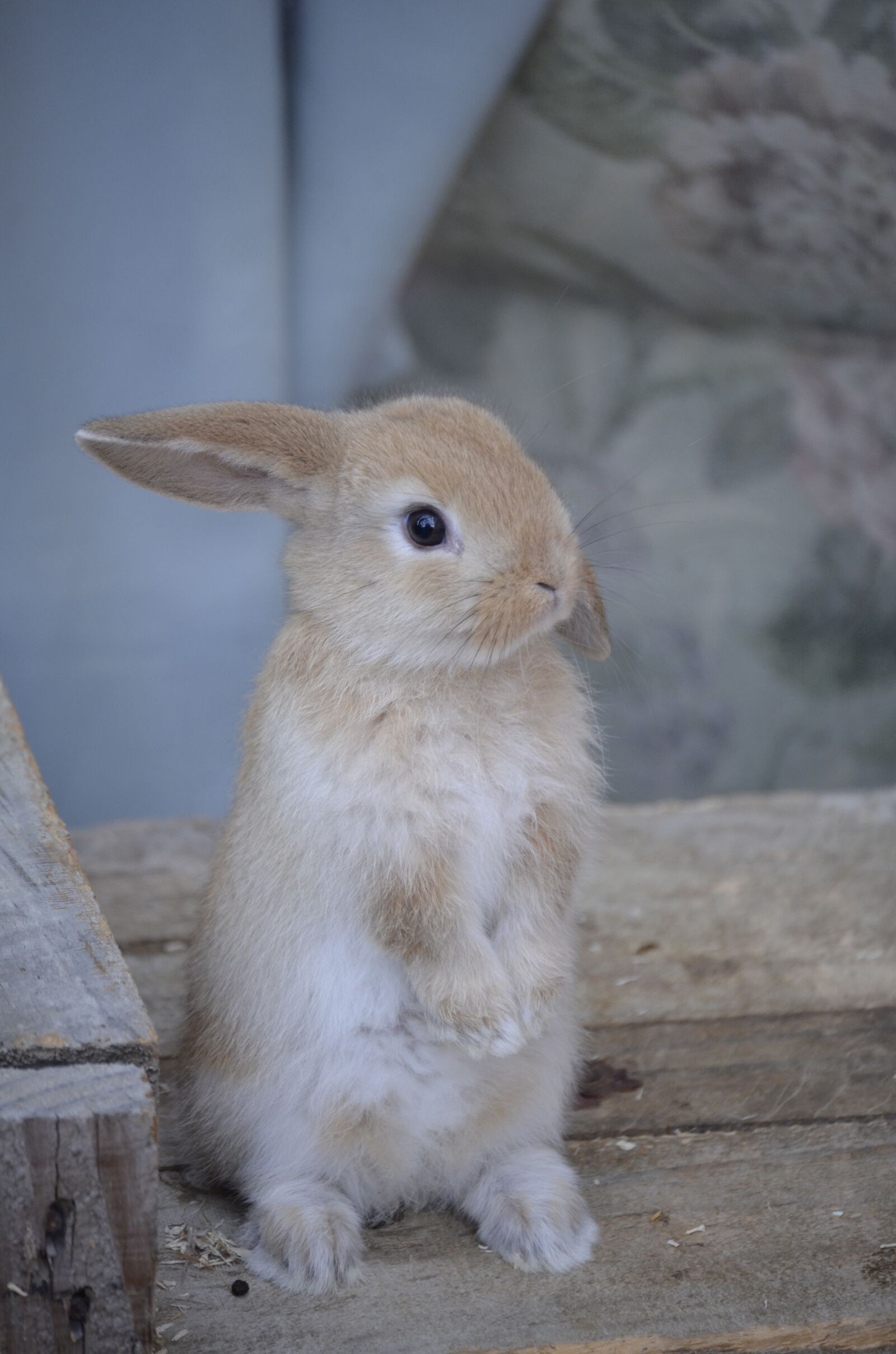 Nikon D5100 sample photo. Hare baby, gold, baby photography