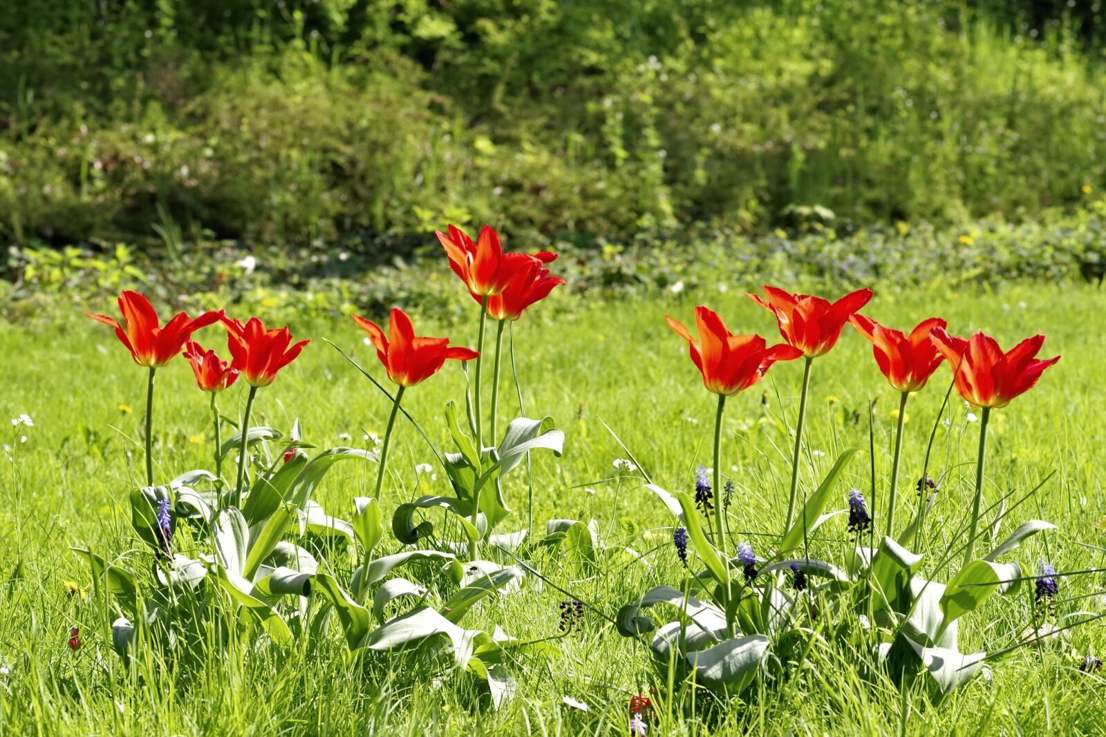 Pentax K-S2 sample photo. Tulips, meadow, flowers photography