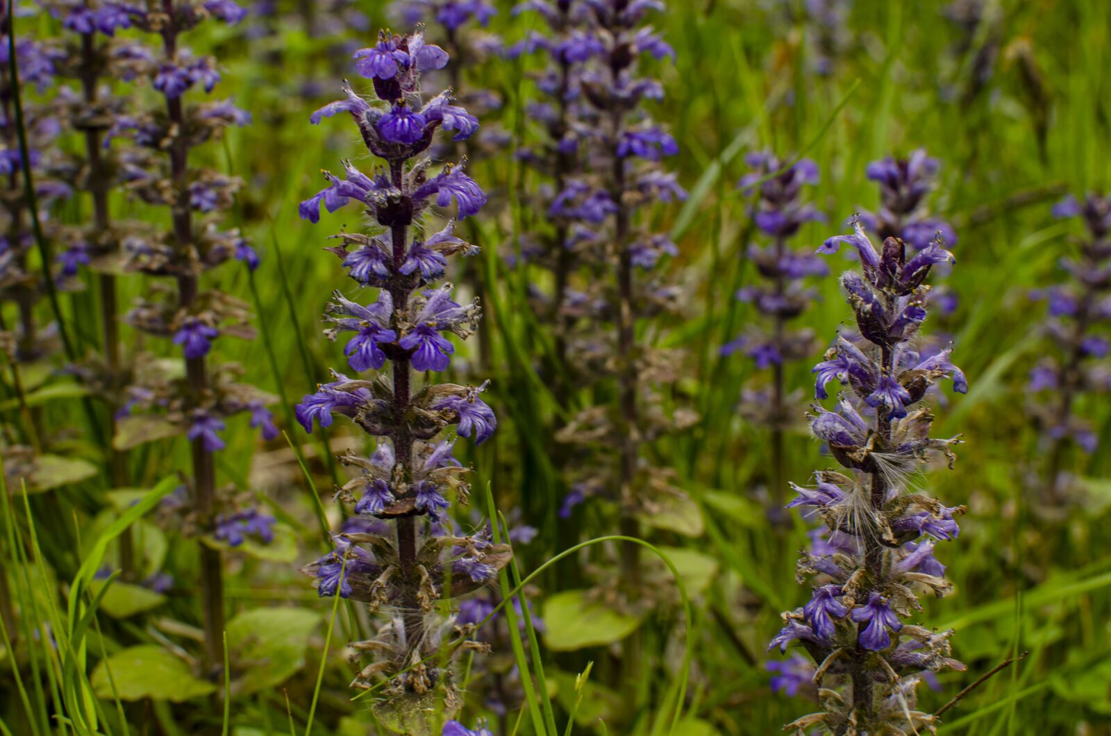 Nikon D7000 sample photo. Lila, green, flowers photography