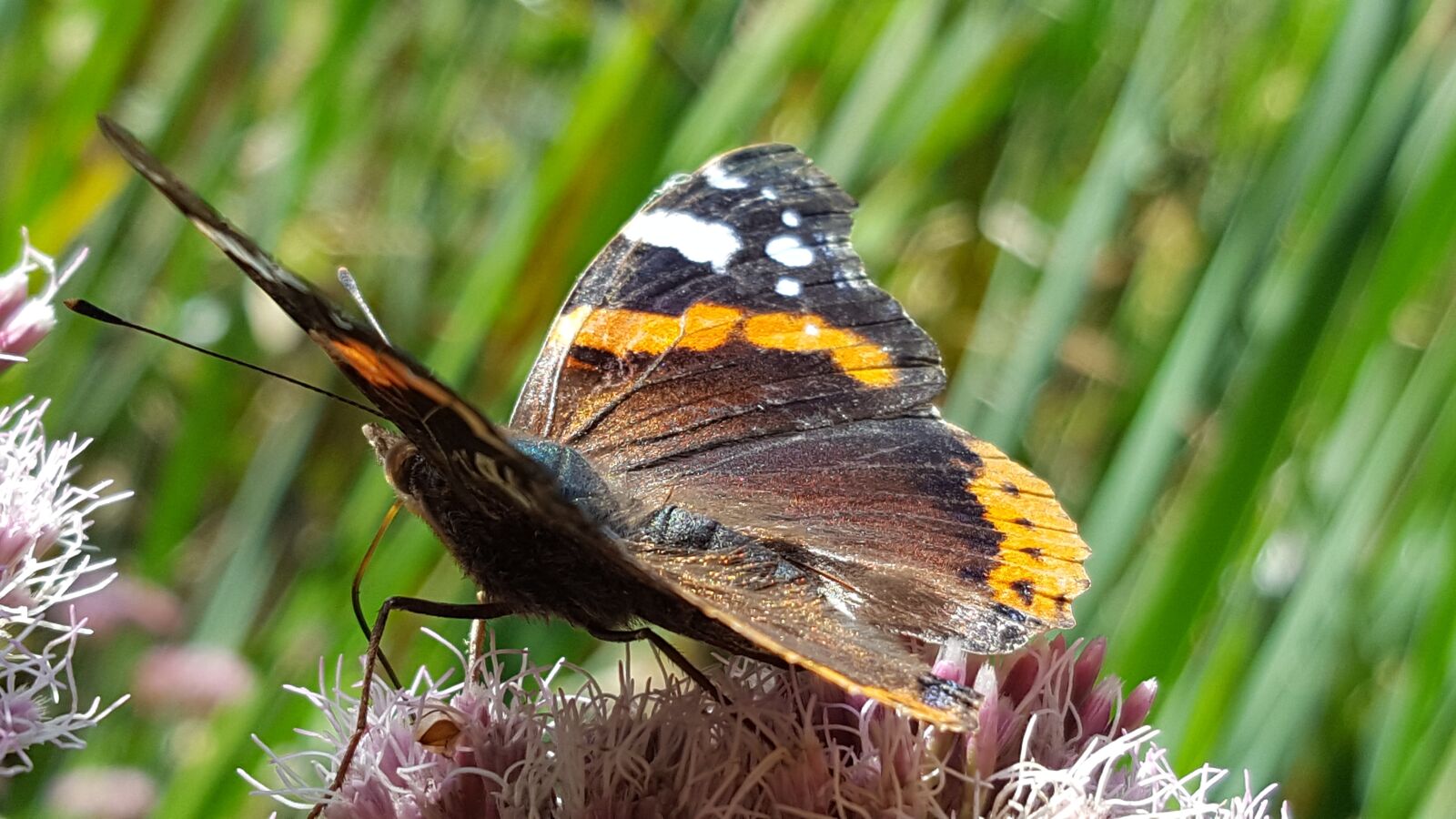 Samsung Galaxy S6 sample photo. Butterfly, flower, insect photography