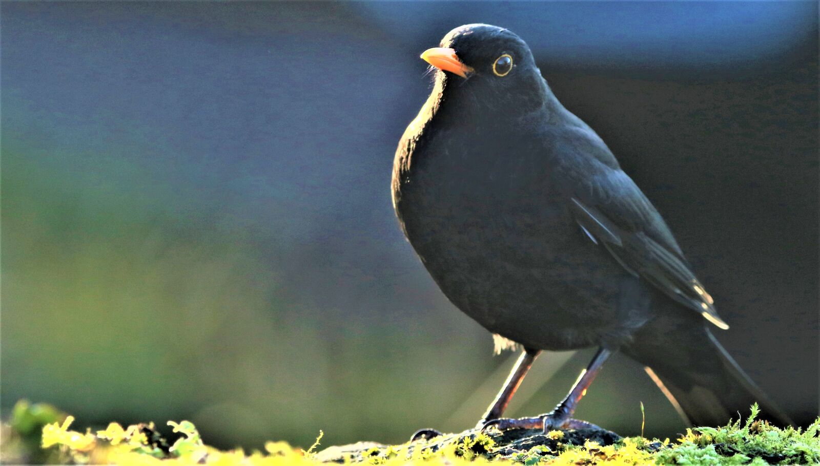 Canon EOS 7D Mark II + 150-600mm F5-6.3 DG OS HSM | Contemporary 015 sample photo. Black bird, bird, animal photography