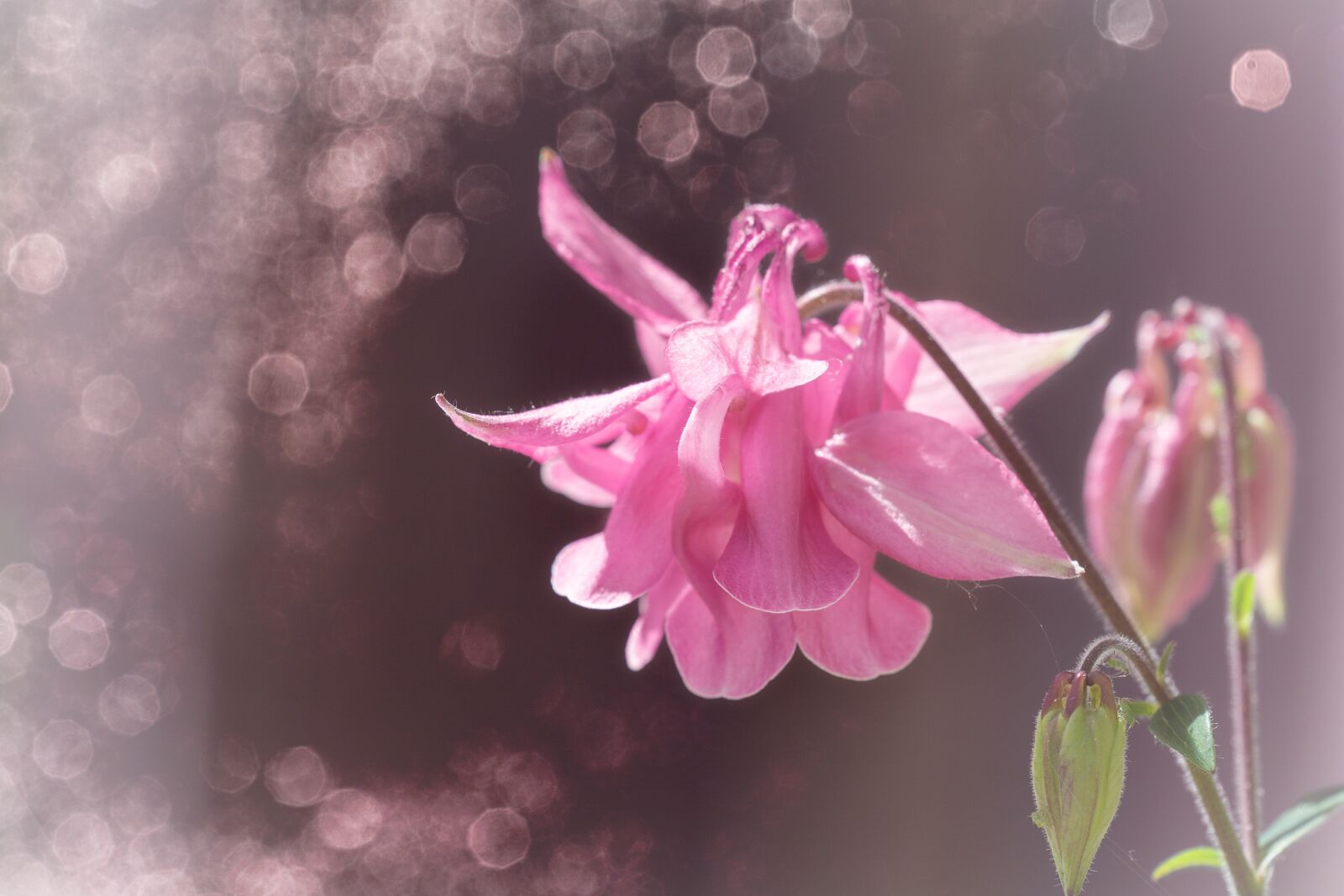 Nikon D7100 sample photo. Columbine, pink, pink columbine photography