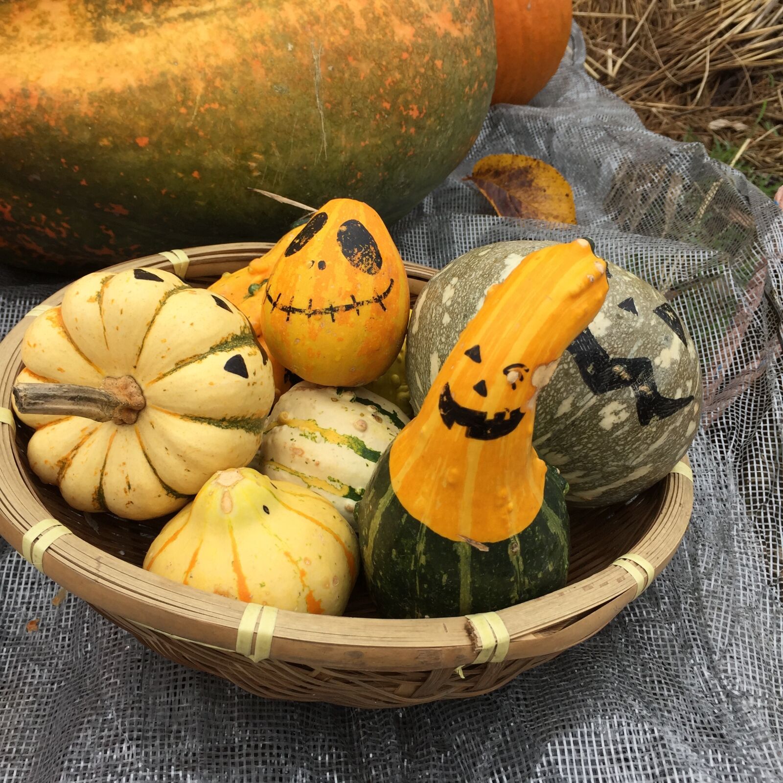 Apple iPhone 6 sample photo. Pumpkin, halloween, autumn photography