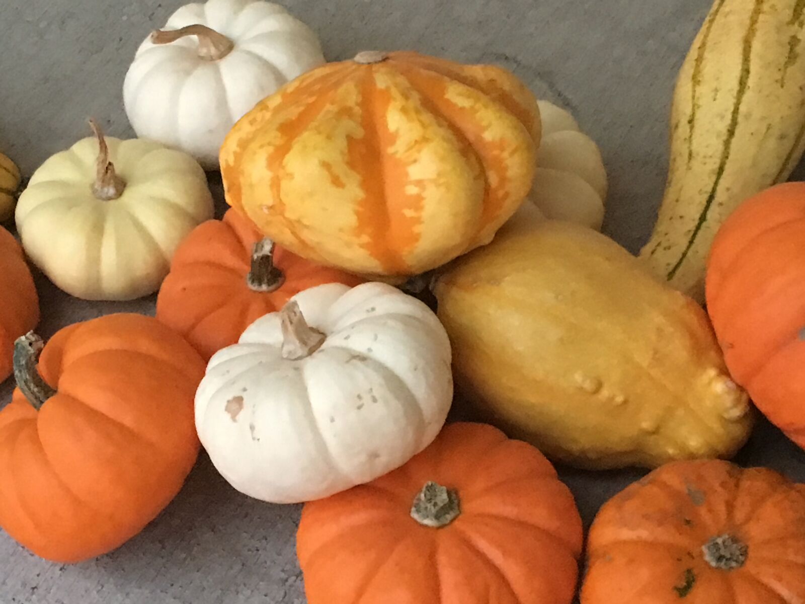 Apple iPhone 6s sample photo. Fall, harvest, decoration photography