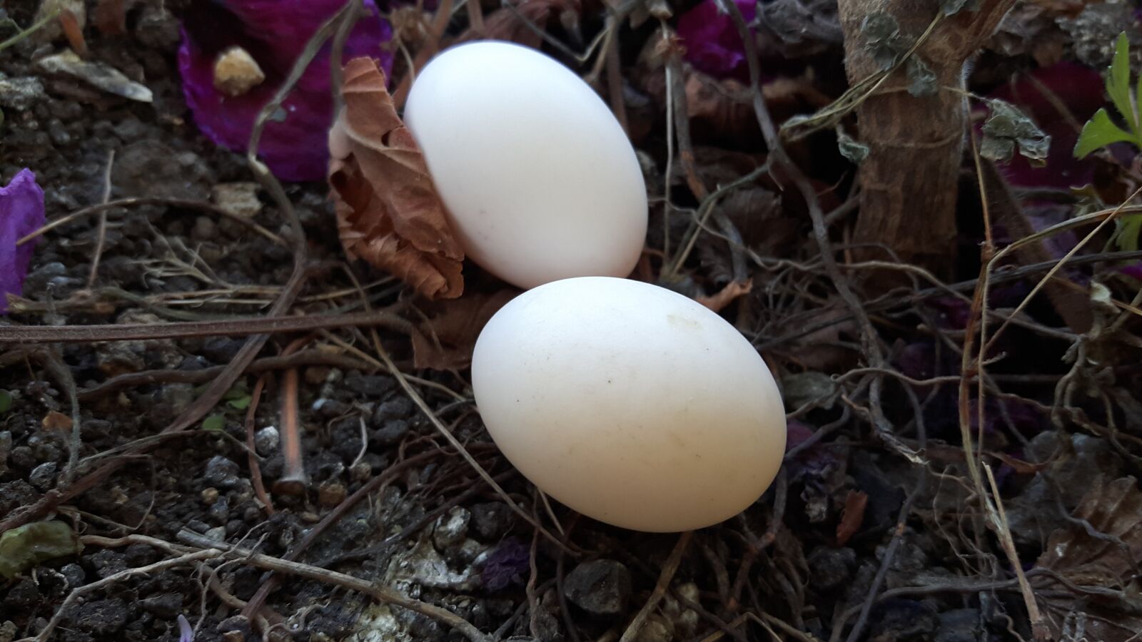 Samsung Galaxy A8 sample photo. Dove, egg photography