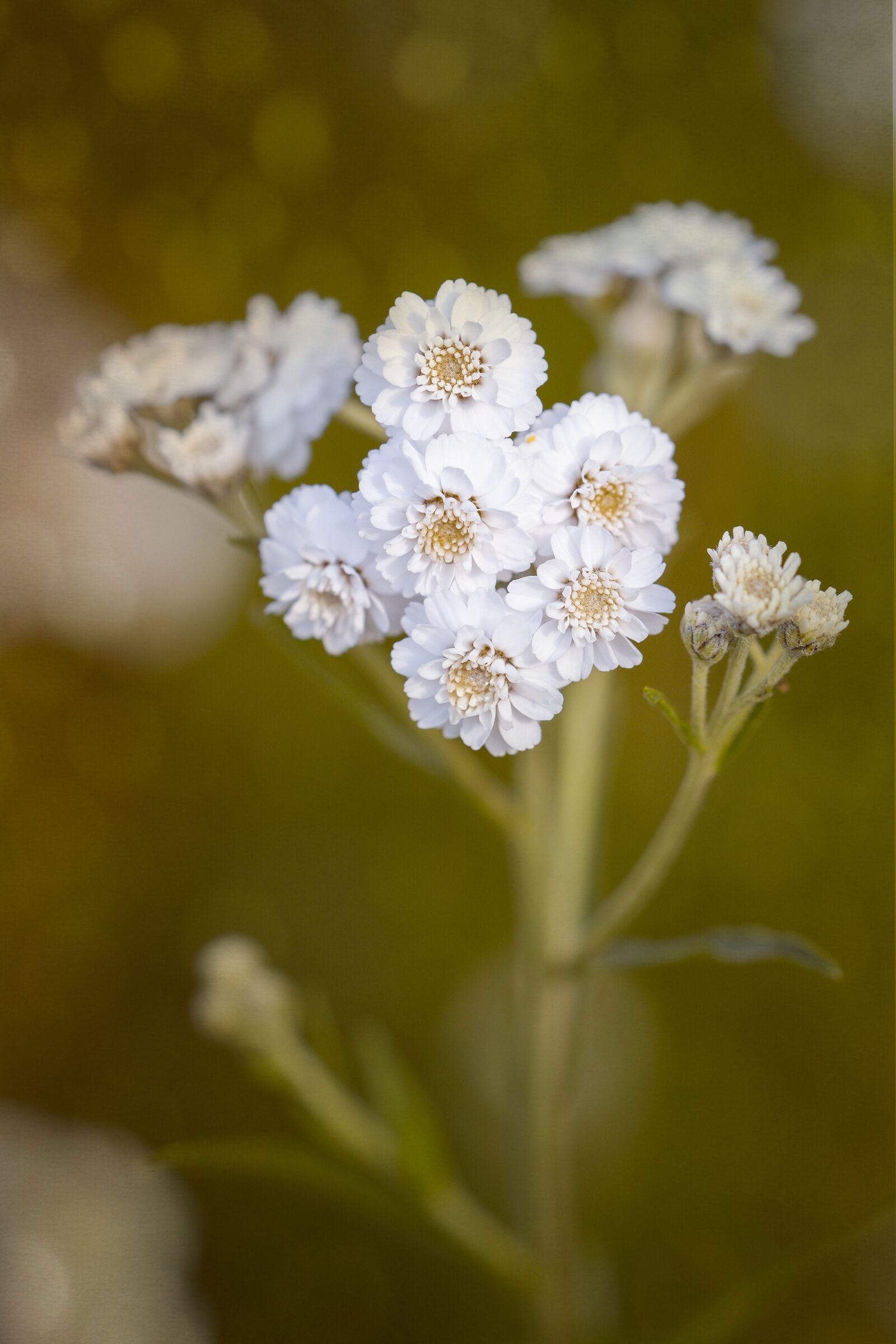 Nikon D7100 sample photo. Ranunculus aconitifolius, eisenhut-crowfoot, flower photography