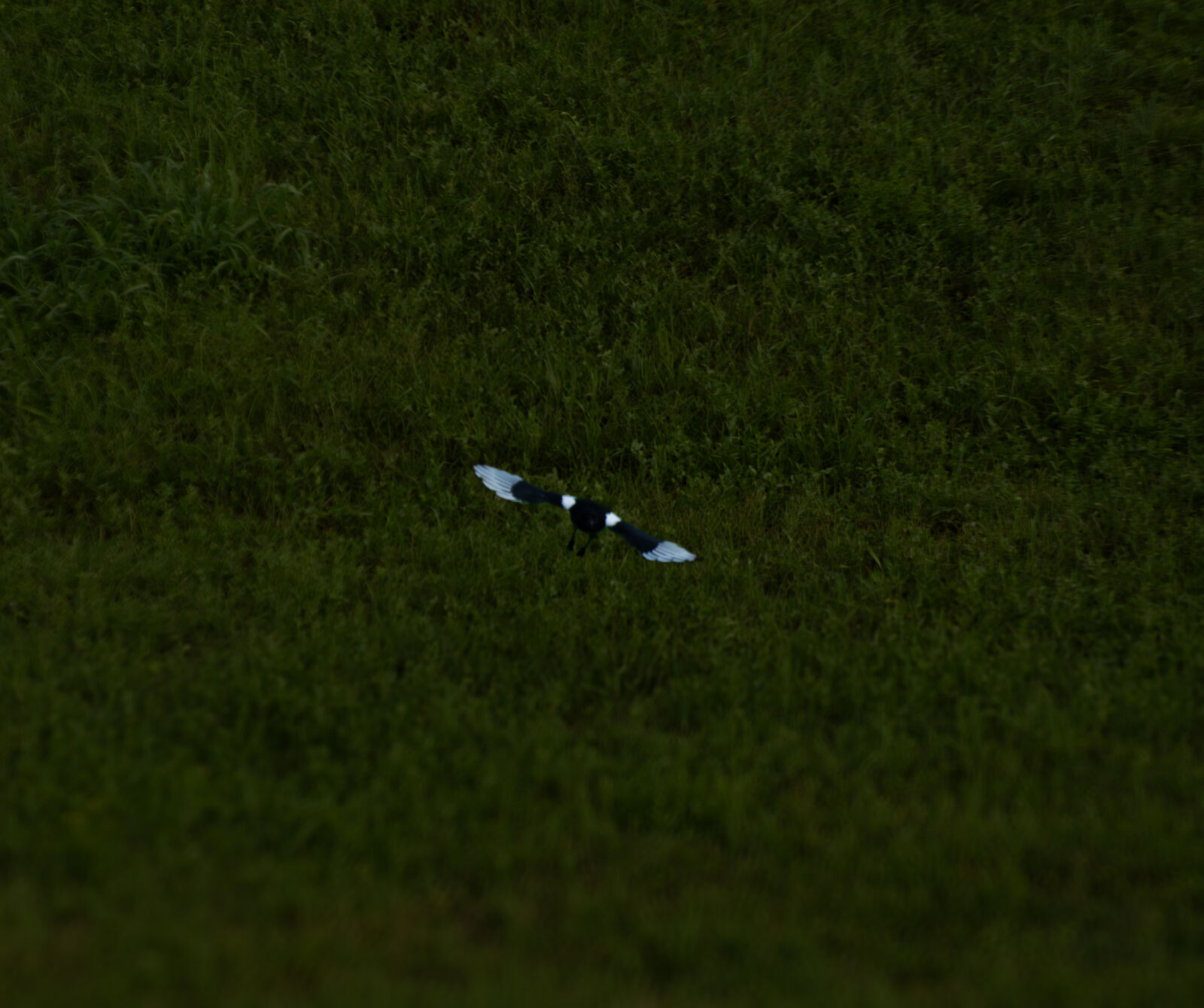 Nikon D7200 sample photo