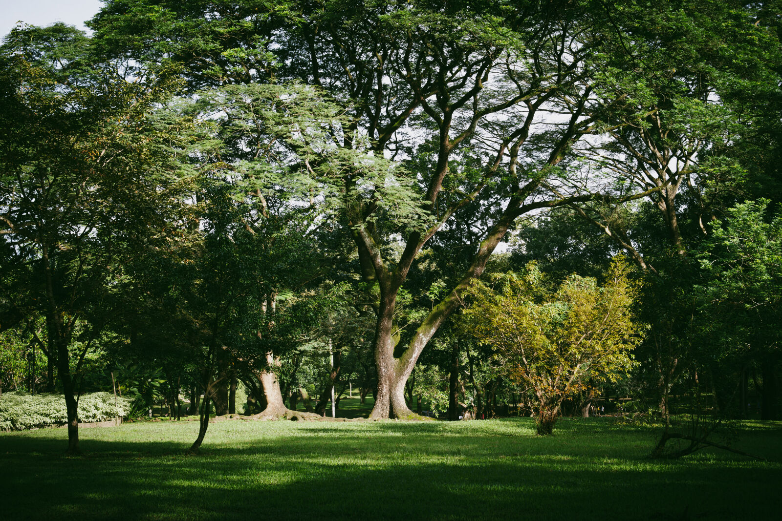 Sony ZV-E10 sample photo. Park photography