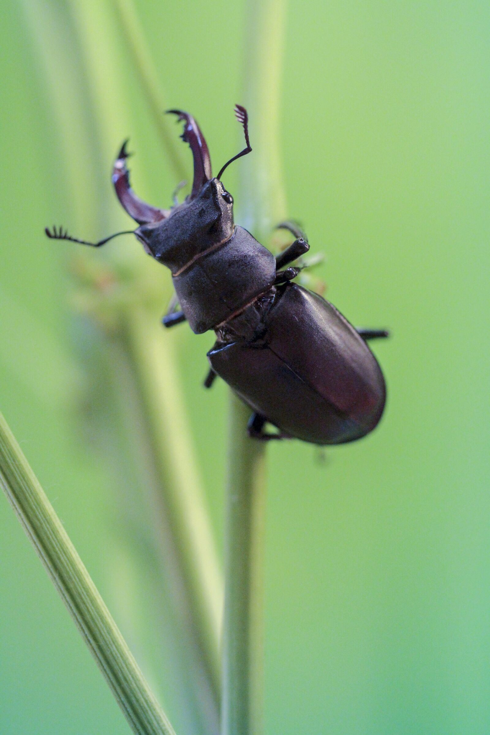 Canon EOS 7D + Canon EF 100mm F2.8L Macro IS USM sample photo. Stag beetle, extension, insect photography