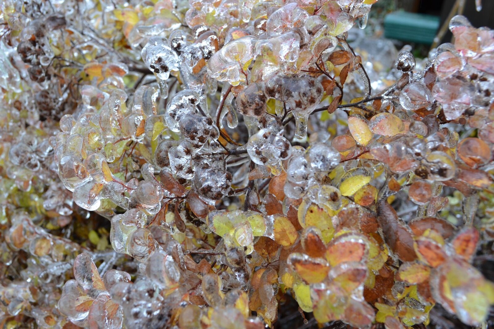 Nikon D3100 sample photo. Frozen, winter, ice photography