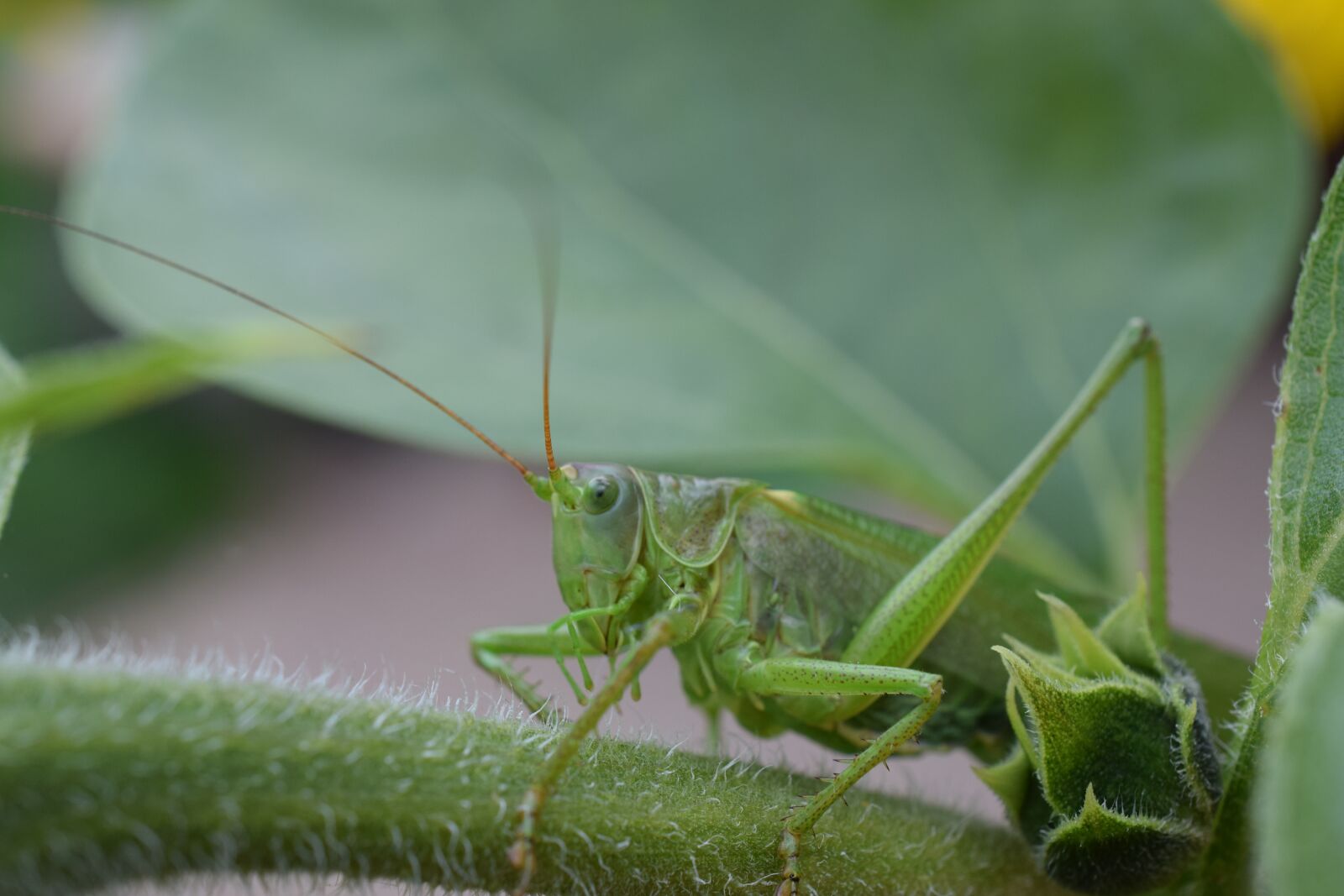 Nikon D3300 sample photo. Macro, nature, grasshopper photography
