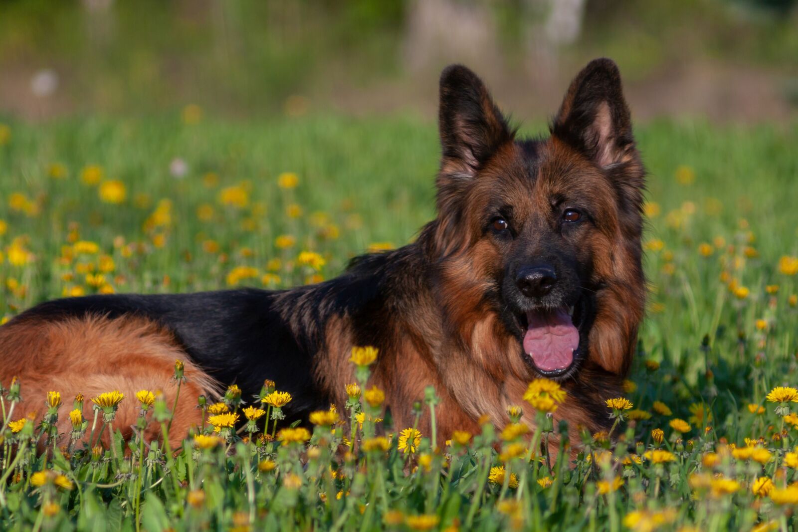 Canon EOS 450D (EOS Rebel XSi / EOS Kiss X2) sample photo. Dog, german shepherd, portrait photography
