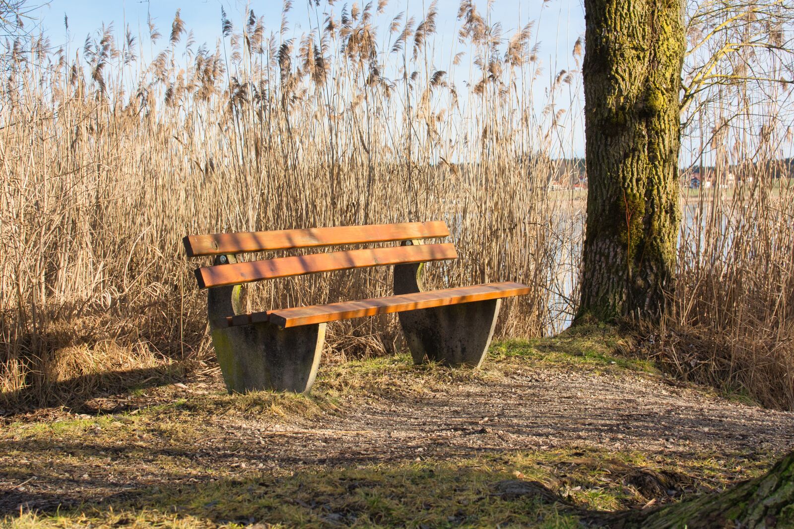 Nikon D7100 sample photo. Bench, nature, break photography