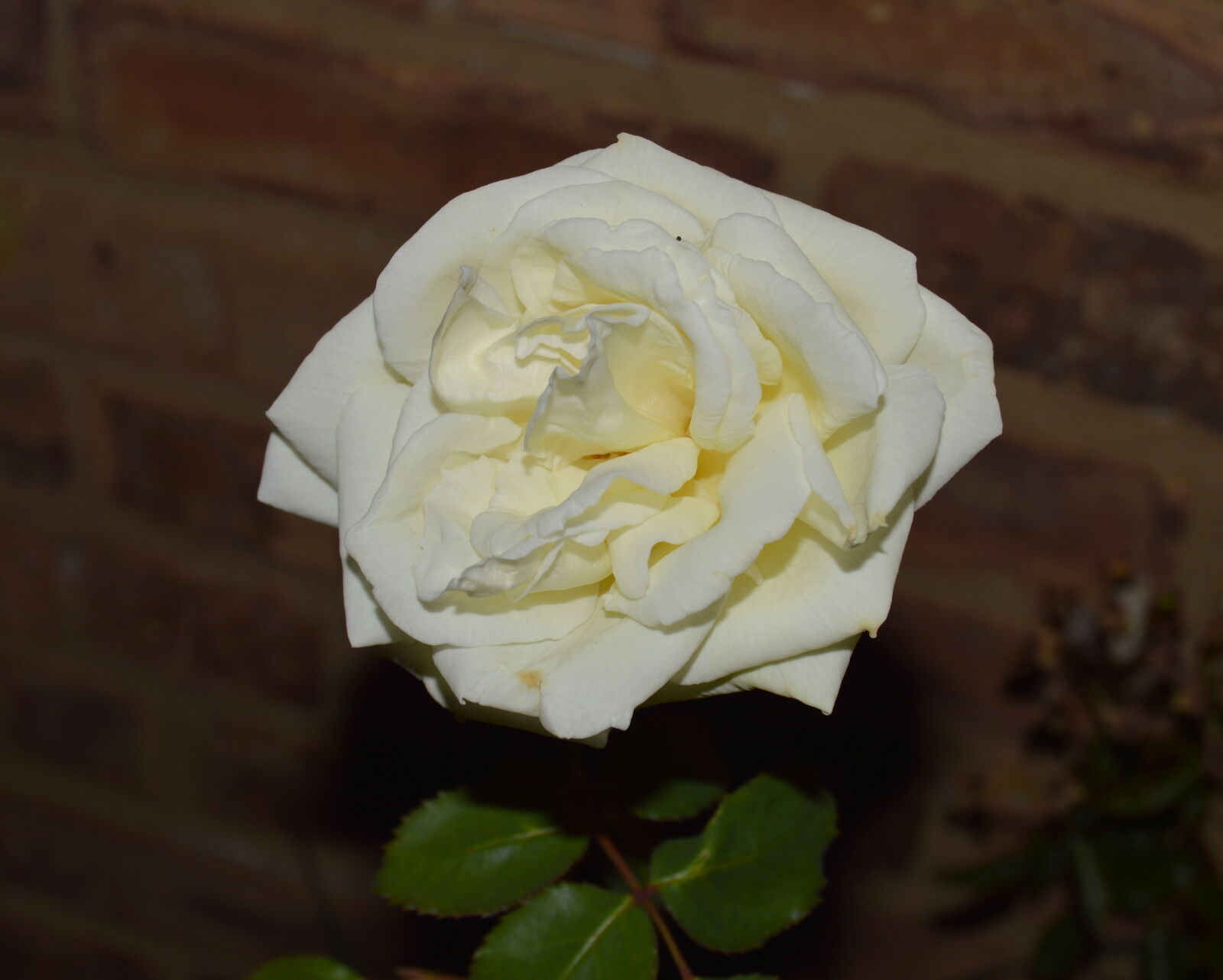 Nikon D3200 sample photo