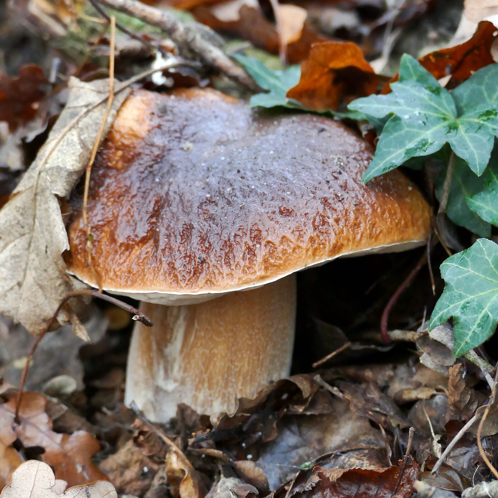 Panasonic Lumix DMC-FZ1000 sample photo. Cep, mushroom, rac photography