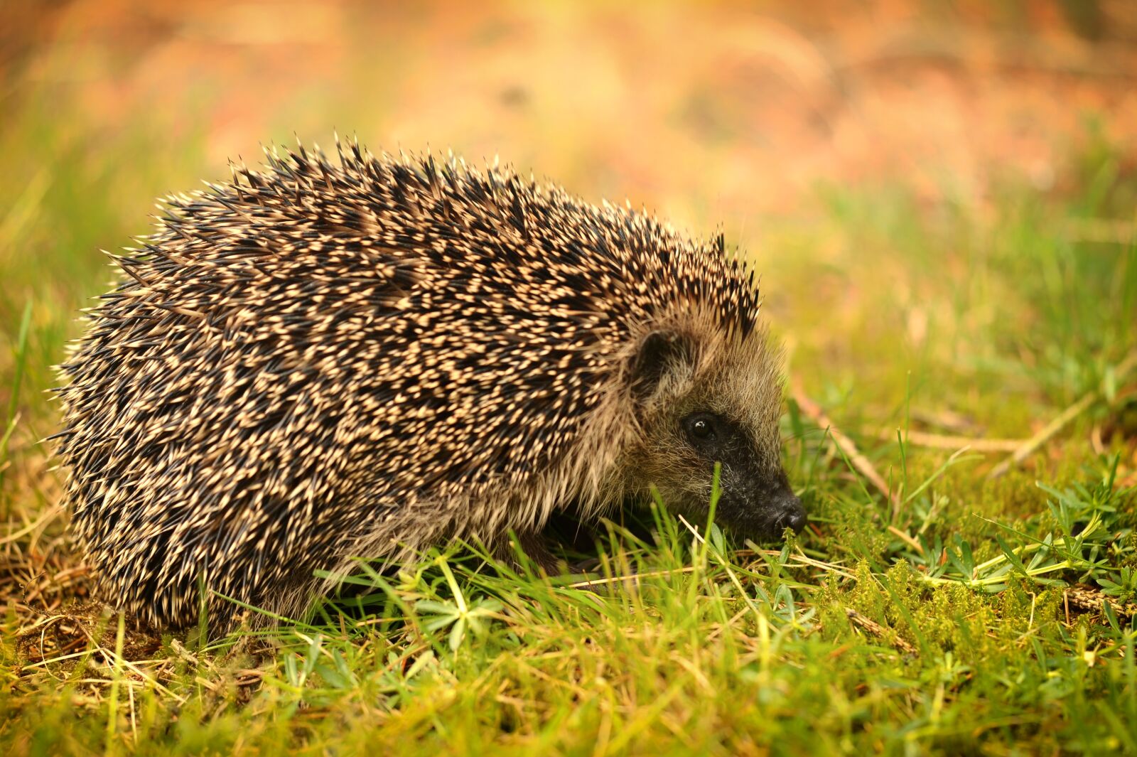 Nikon D3S sample photo. Nature, grass, animal world photography