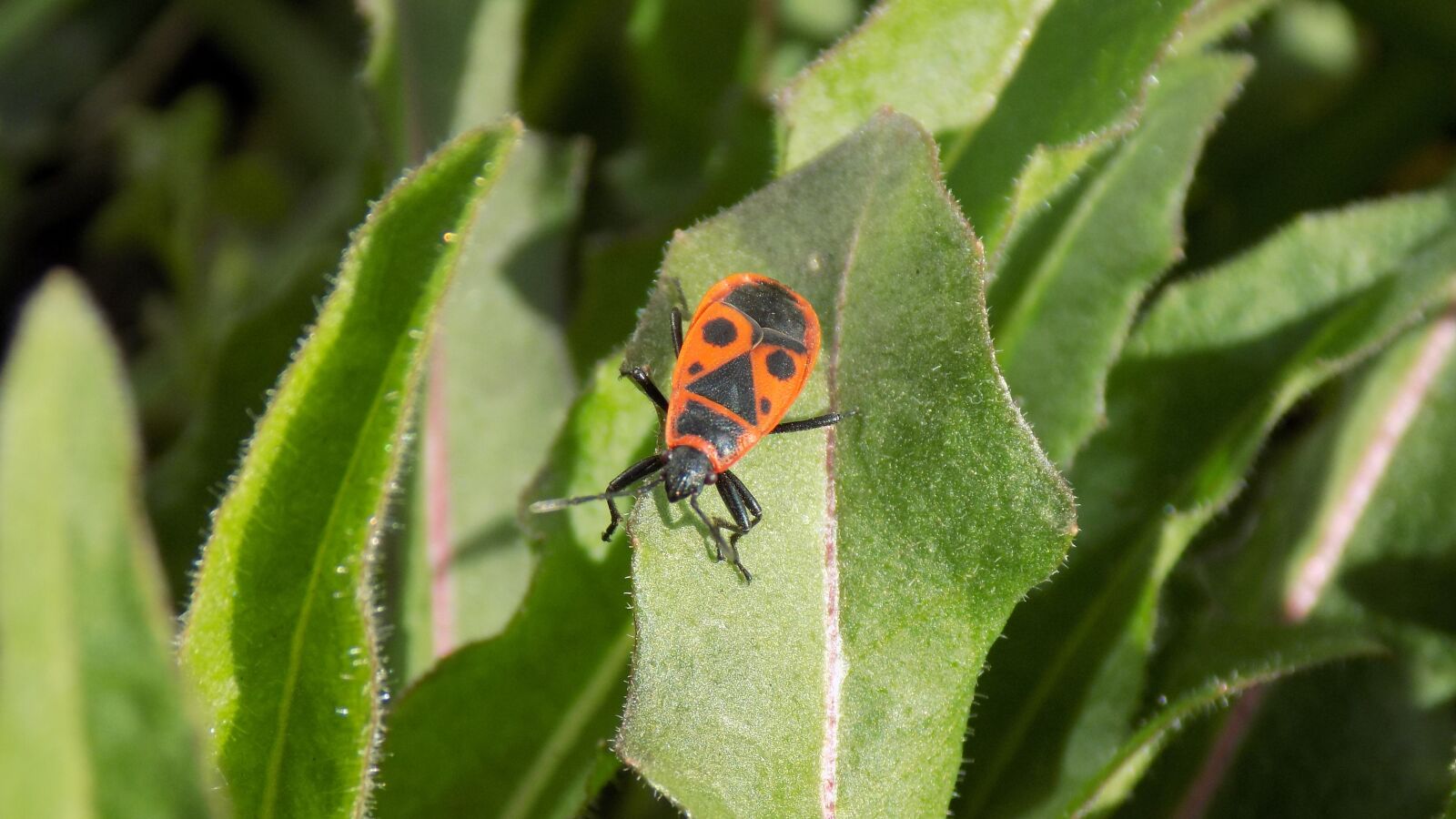 Nikon COOLPIX L330 sample photo. Pyrrhocoris apterus, beetle, bug-soldier photography