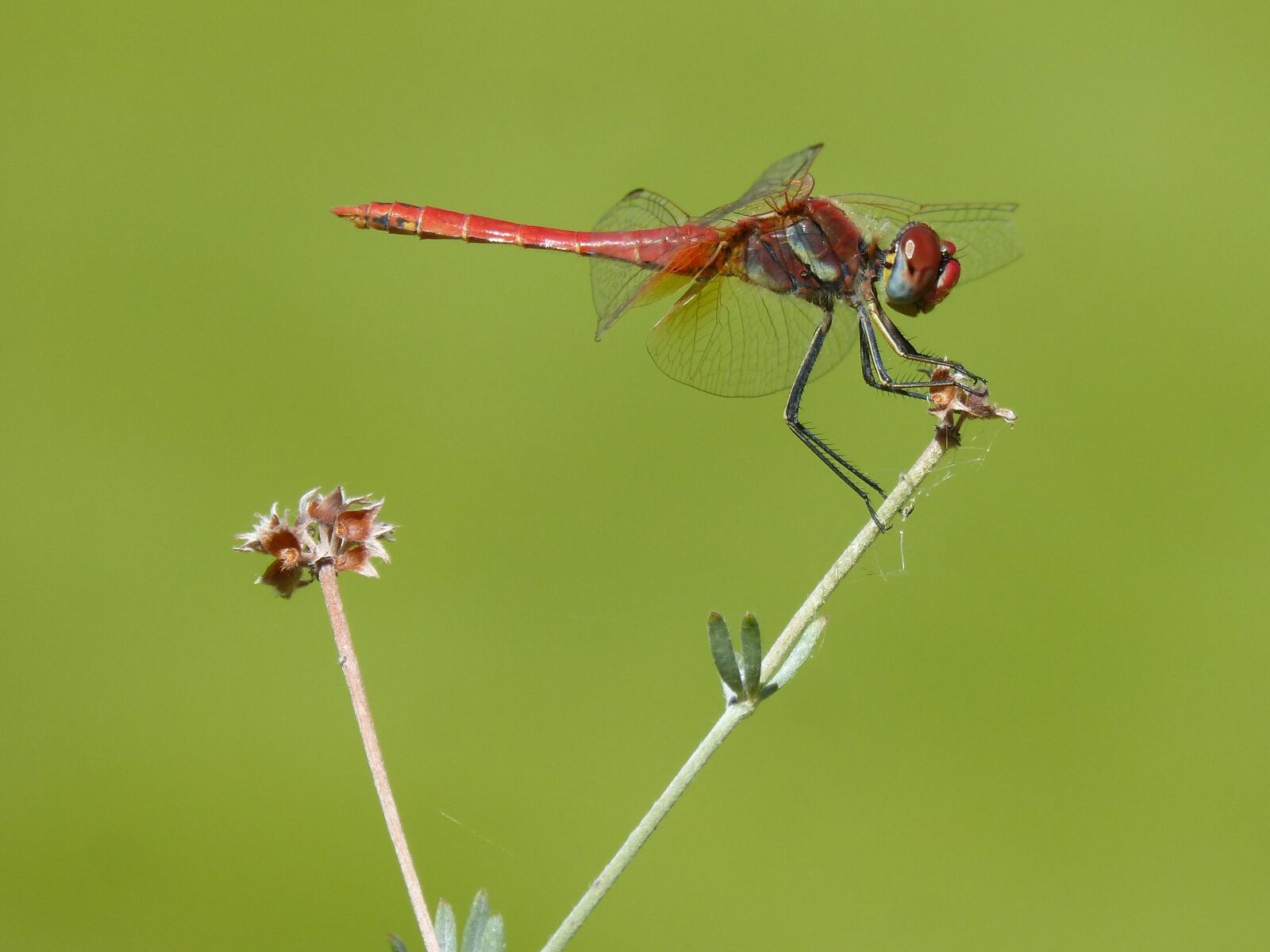 Panasonic DMC-FZ62 sample photo. Red dragonfly, branch, greenery photography