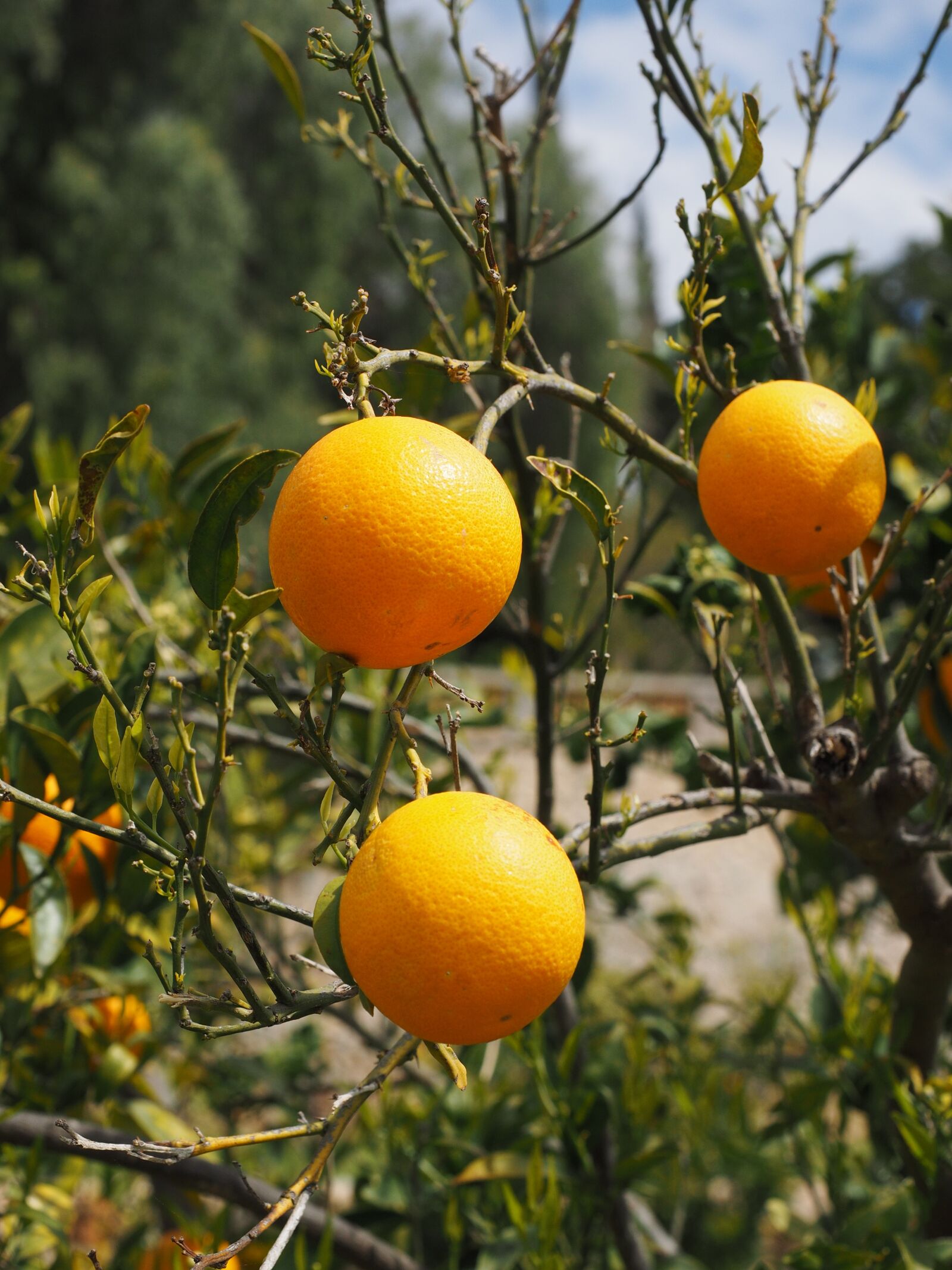 Olympus OM-D E-M1 + Olympus M.Zuiko Digital ED 12-40mm F2.8 Pro sample photo. Oranges, fruits, orange tree photography