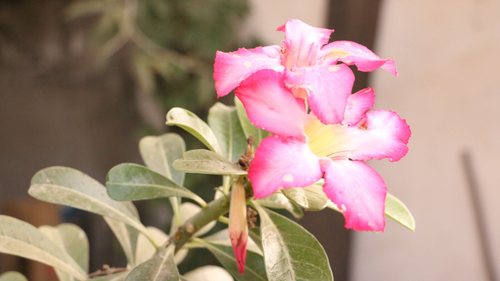 Canon EOS 750D (EOS Rebel T6i / EOS Kiss X8i) sample photo. Flowers, garden, plant photography